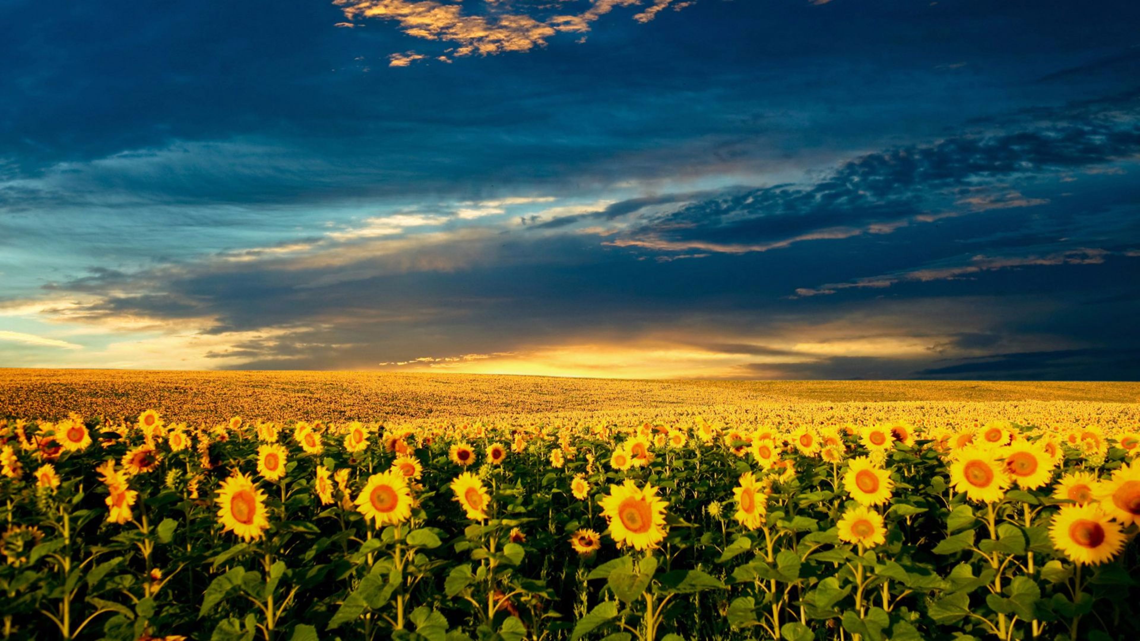 Free Download Sunflower 4k Wallpaper Free 4k Wallpaper - Fondos De Pantalla De Girasoles - HD Wallpaper 