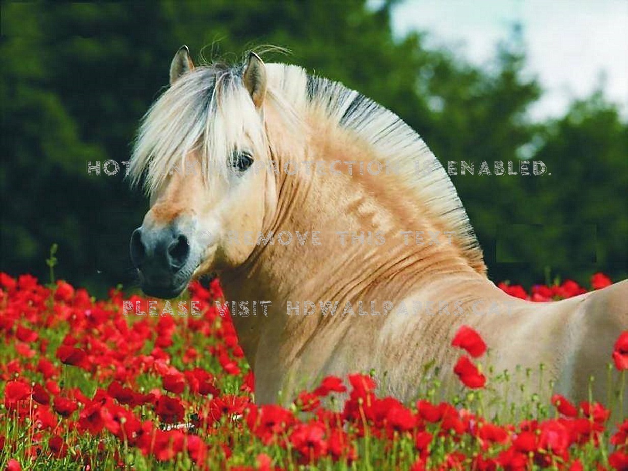 Horse Wallpaper Wid Flowers - Horses Don T Care - HD Wallpaper 