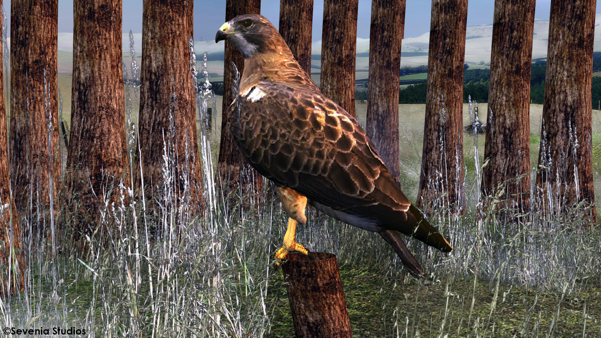 Harrier - HD Wallpaper 