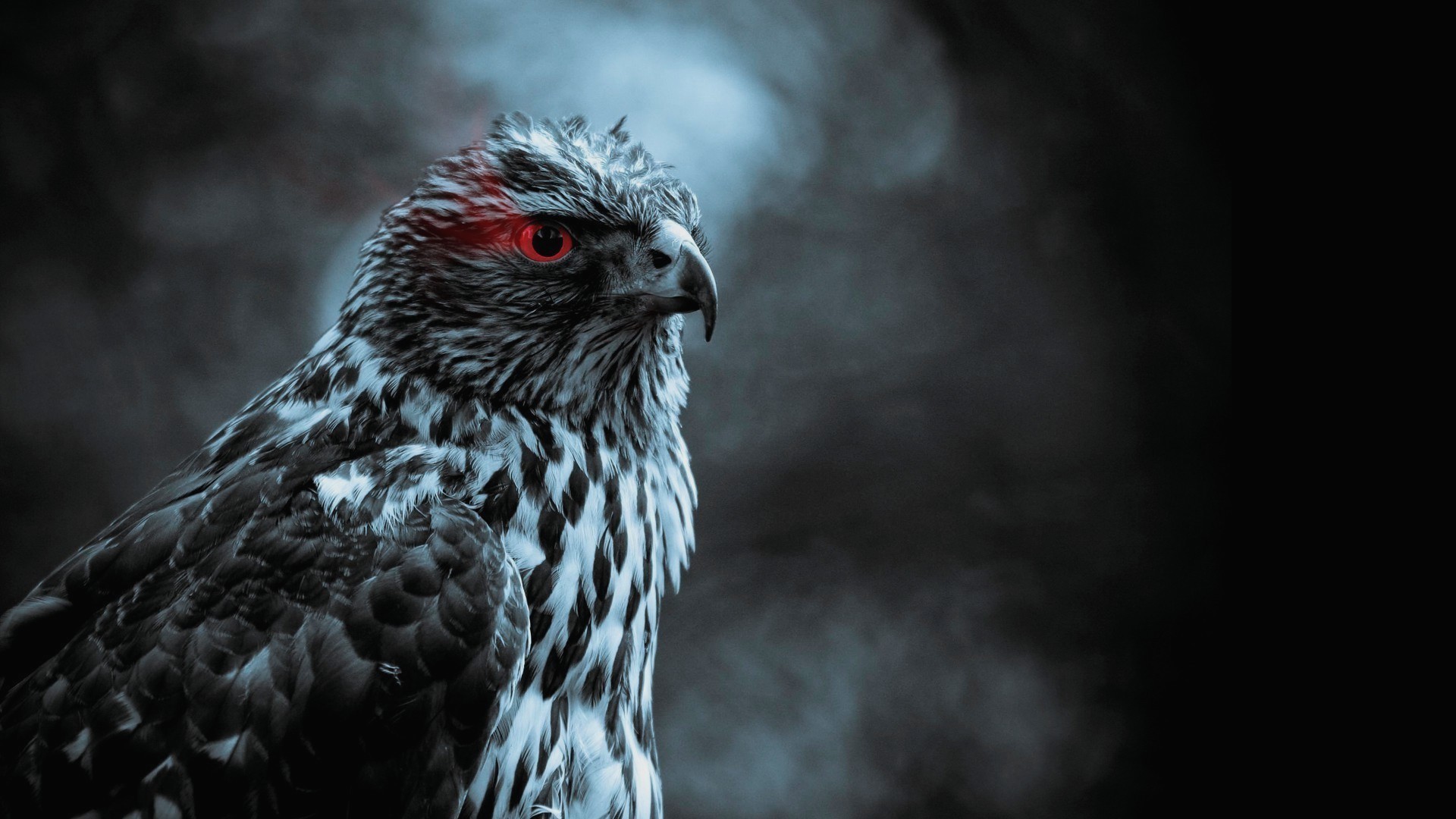 1920x1080, Hawk New Wallpapers 
 Data Id 172159 
 Data - Eagle With Red Eyes - HD Wallpaper 