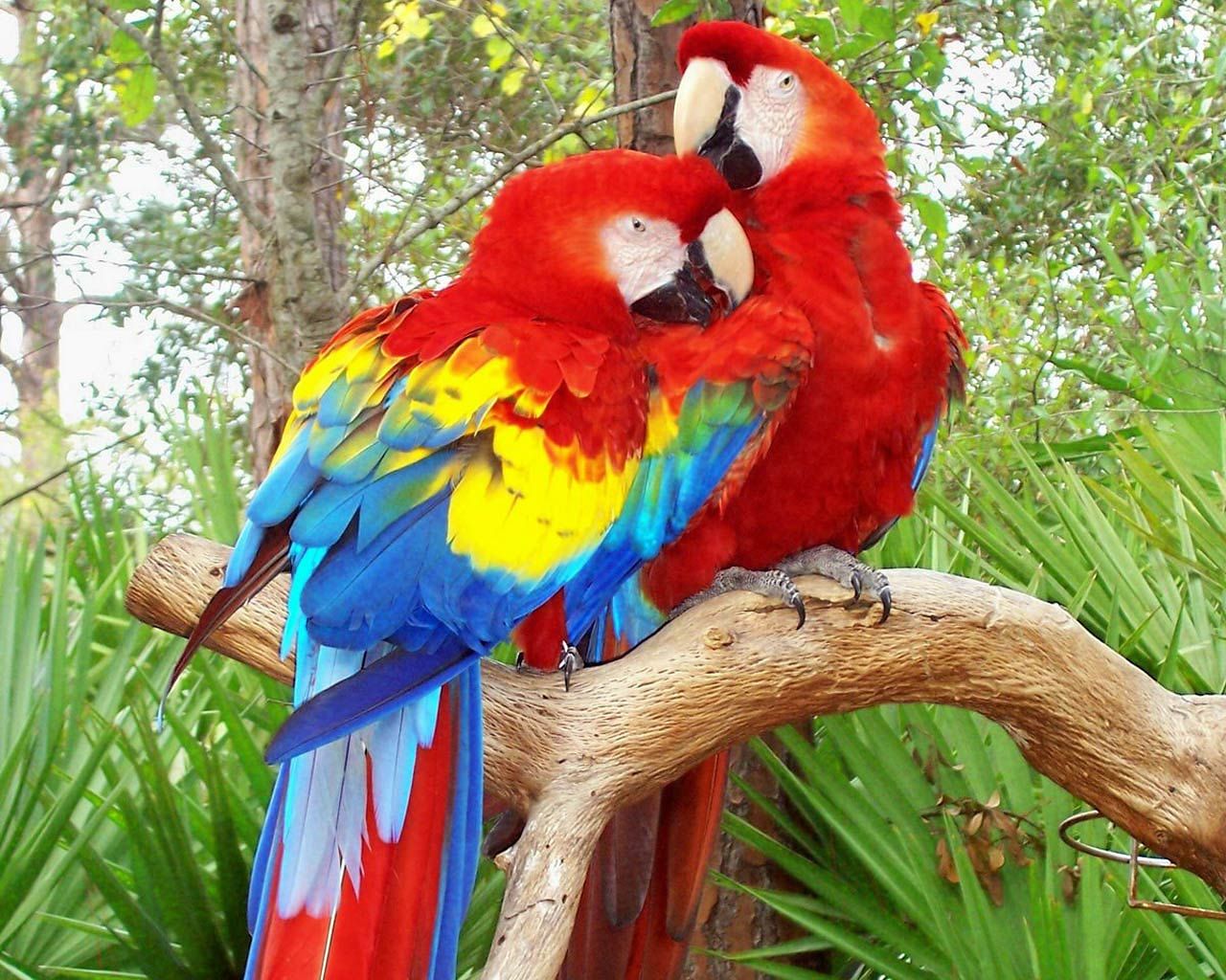 Parrot Photos Free Download - HD Wallpaper 