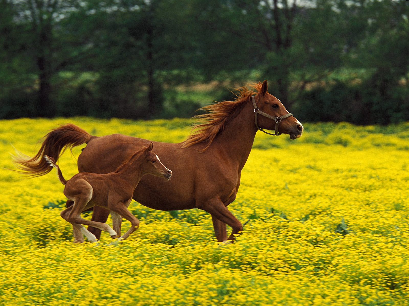 Horse Wallpaper Wid Flowers - Horse With Baby Horse - HD Wallpaper 