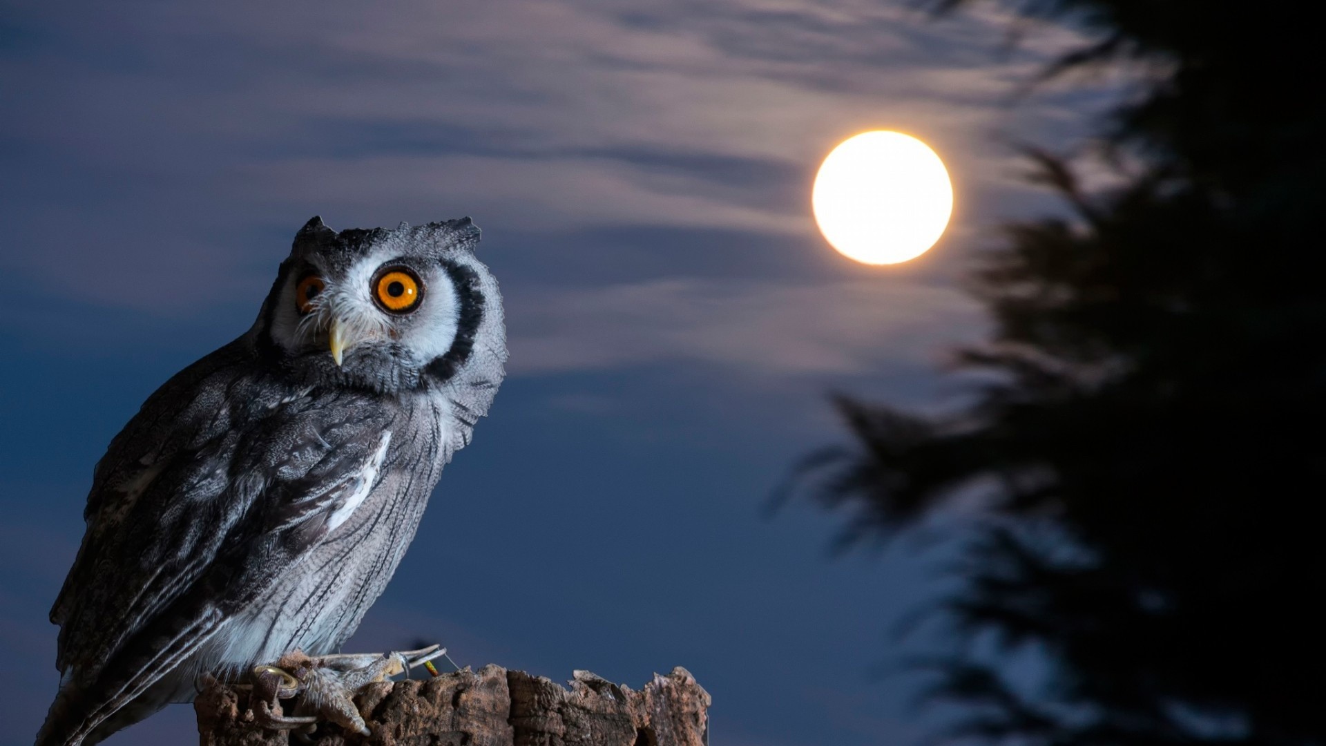 Night Owl Moon Hd Wallpaper Desktop Wallpapers 4k High - Night Owl Background - HD Wallpaper 