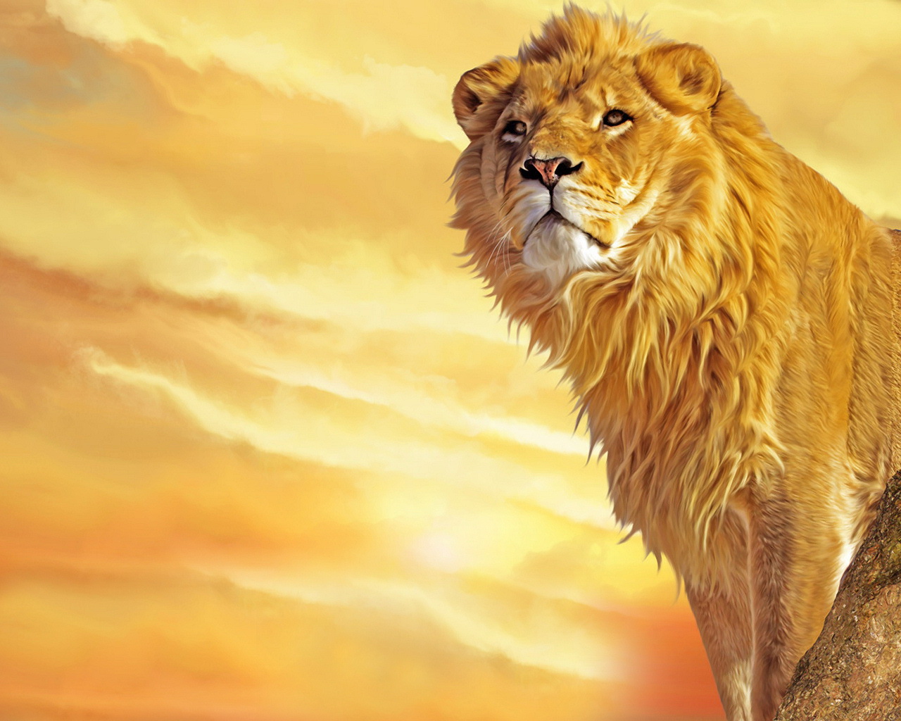 Lion Hd - HD Wallpaper 