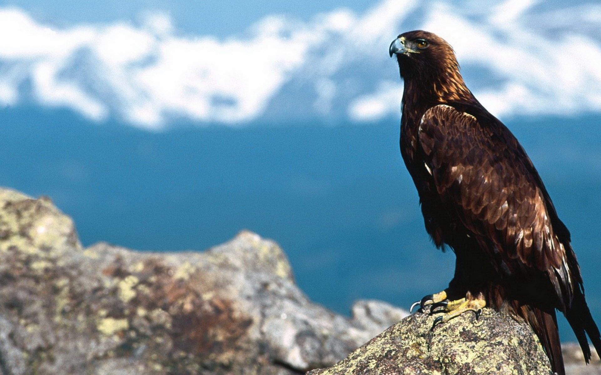 Golden Eagle - HD Wallpaper 