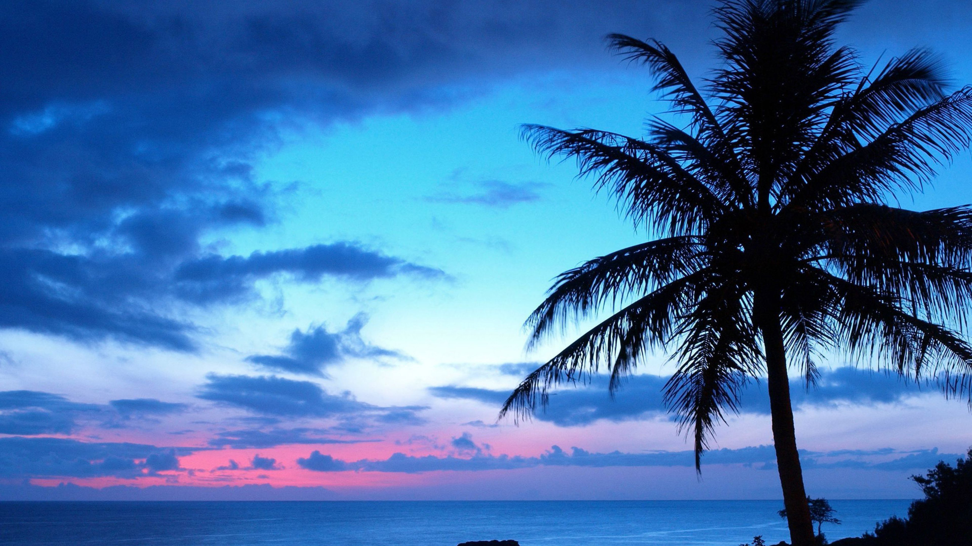 Palm Trees Facebook Cover - HD Wallpaper 