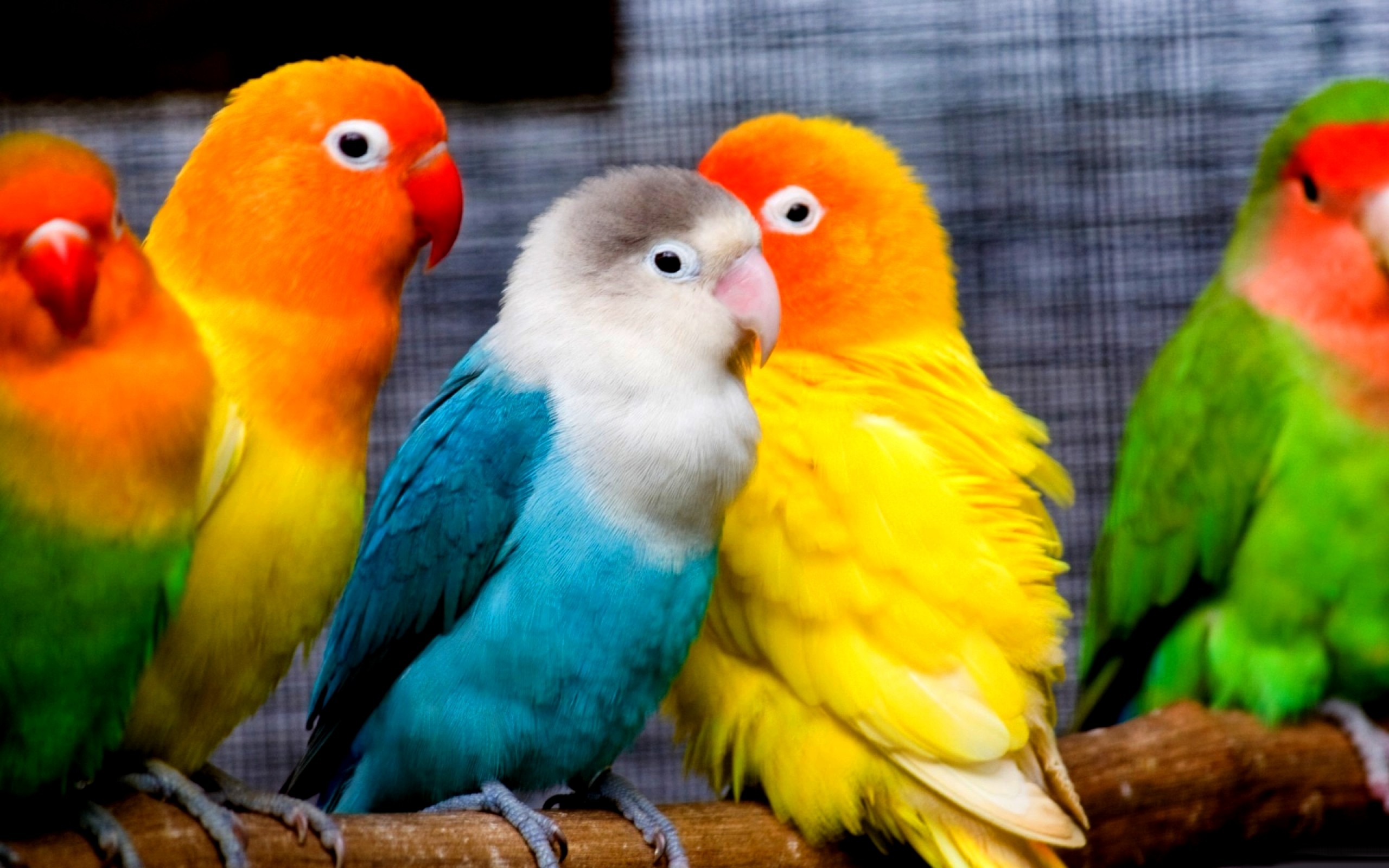 Beautiful Parrot - HD Wallpaper 