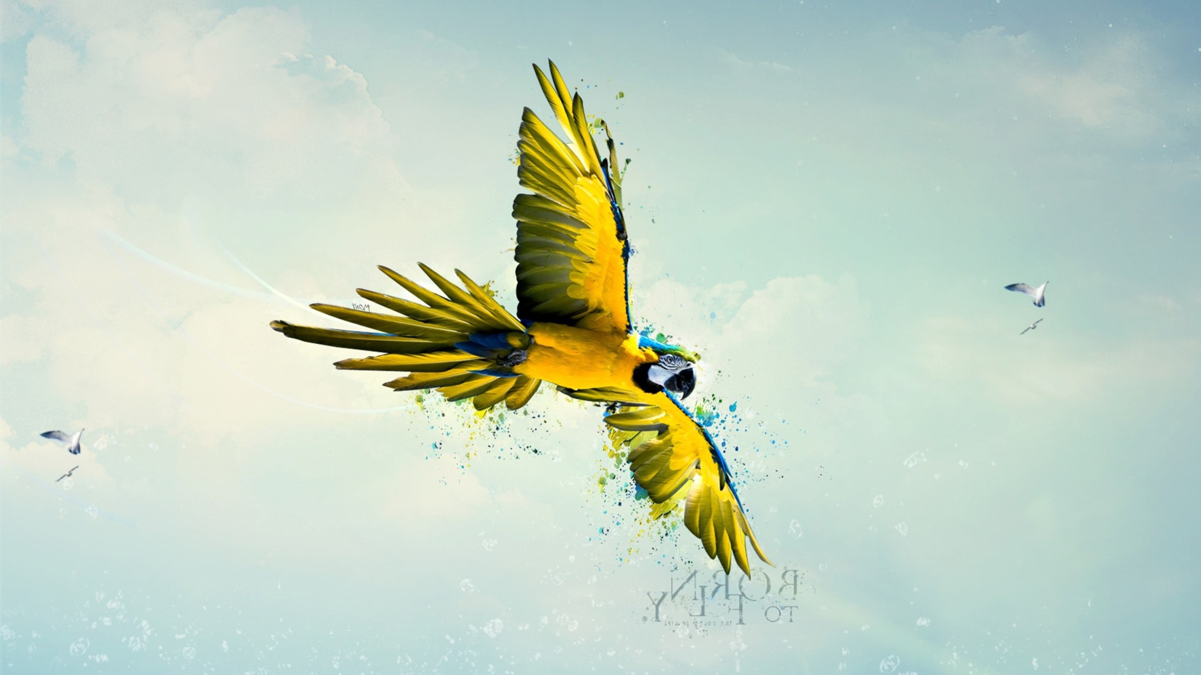 Parrot Wallpaper Art - HD Wallpaper 
