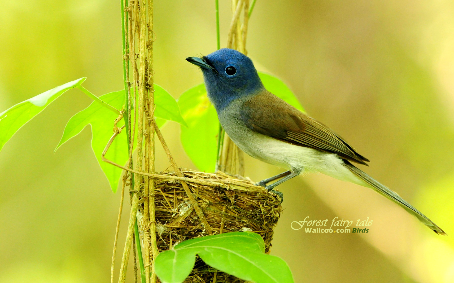 Cute Bird Wallpaper - Bird Nature Wallpaper Hd For Mobile - HD Wallpaper 