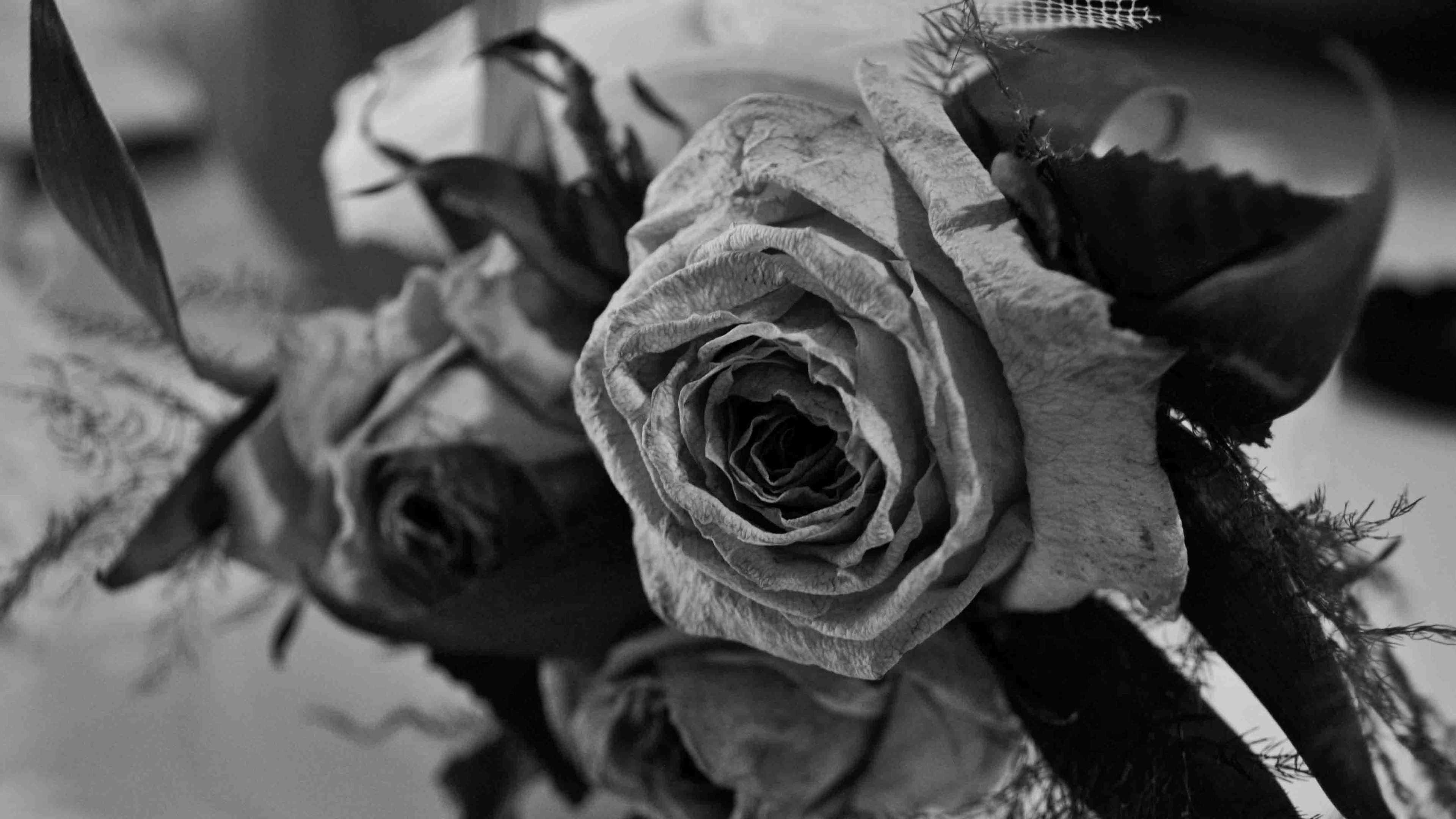 Black Rose Ultra Hd Wallpaper Free Download - Ultra Full Hd Best Black And White - HD Wallpaper 