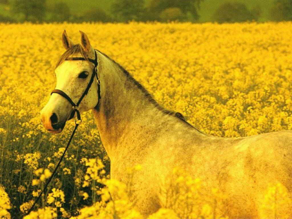 Horse Wallpaper Wid Flowers - Yellow Horse - HD Wallpaper 