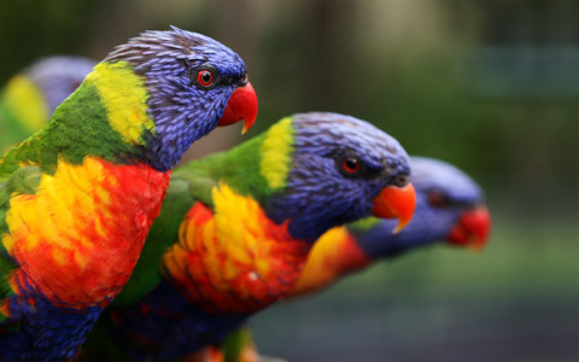 Colorful Parrot Bird Picture - High Resolution Parrot Photography - HD Wallpaper 