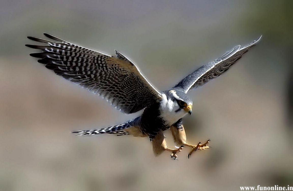 Hawk Wallpapers Download Beautiful Hawks Hd Wallpaper - Hawk Hd - HD Wallpaper 