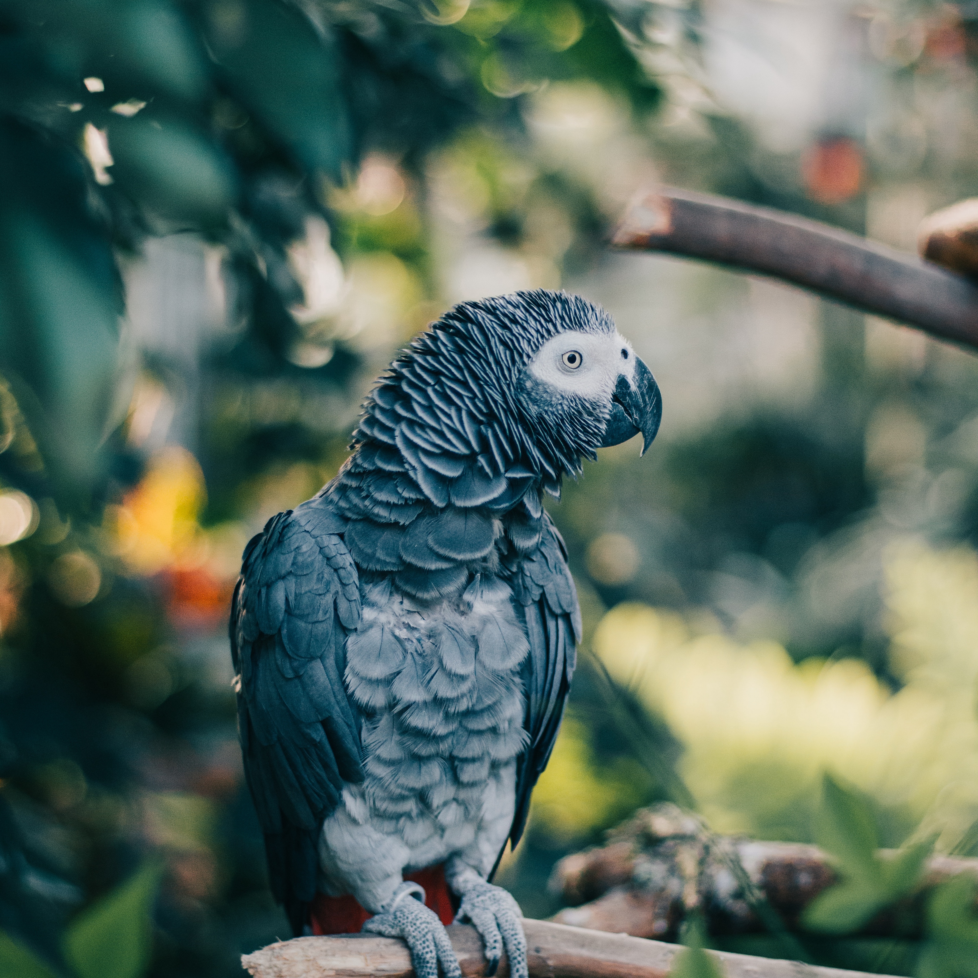 Wallpaper Gray Parrot, Parrot, Bird, Branch - African Grey Parrot Smartphone - HD Wallpaper 