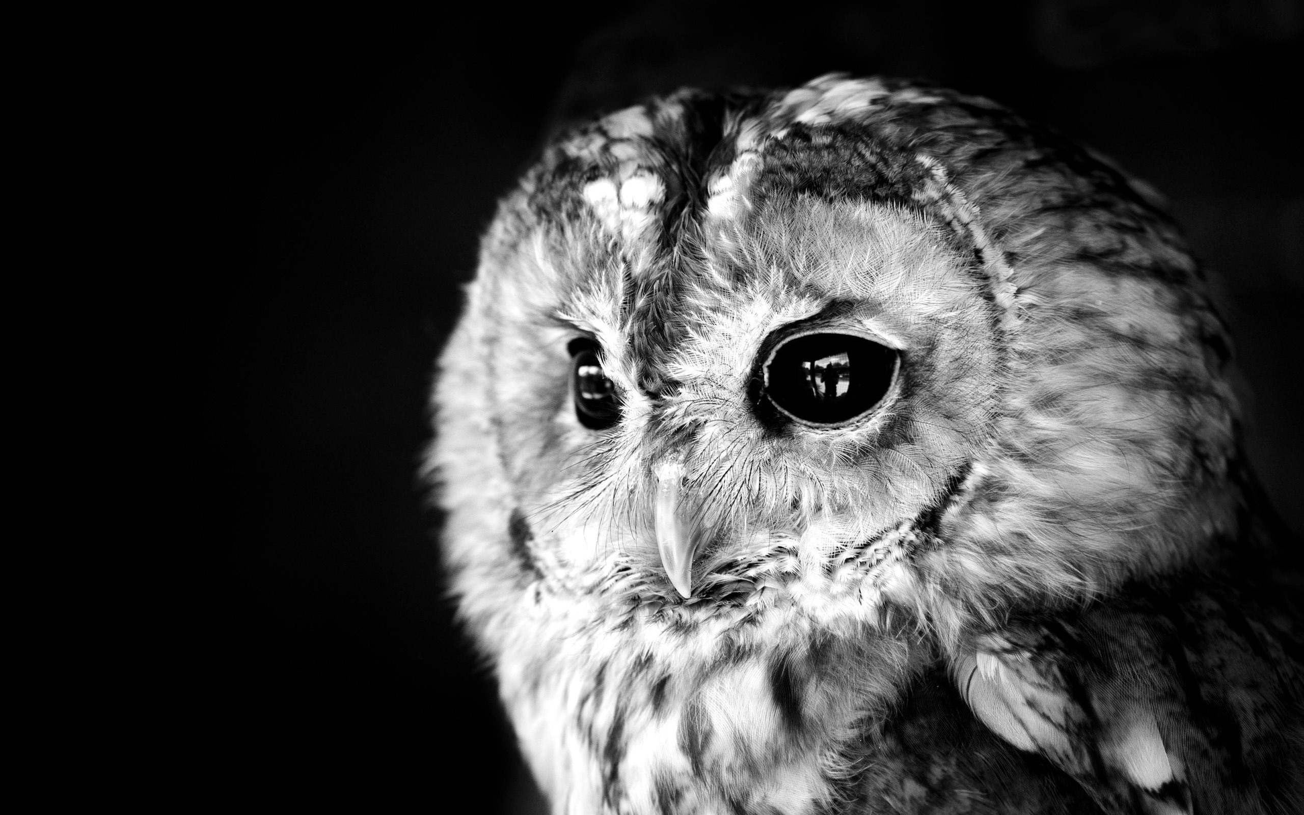 Hd Owl Wallpapers Backgrounds Download - Owl Black And White Free - HD Wallpaper 