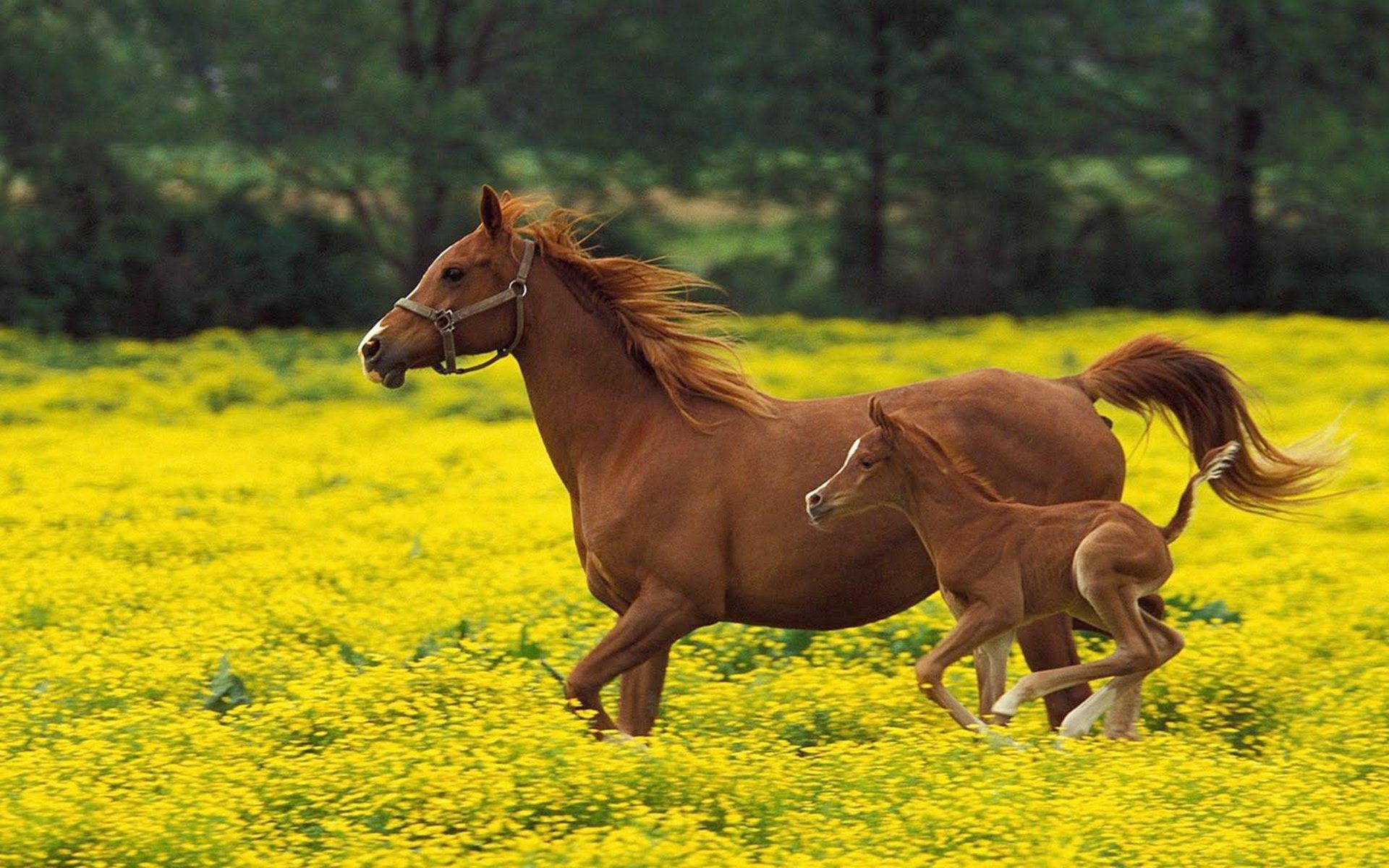 Horse Wallpaper Wid Flowers - Baby Horse Image Hd - HD Wallpaper 