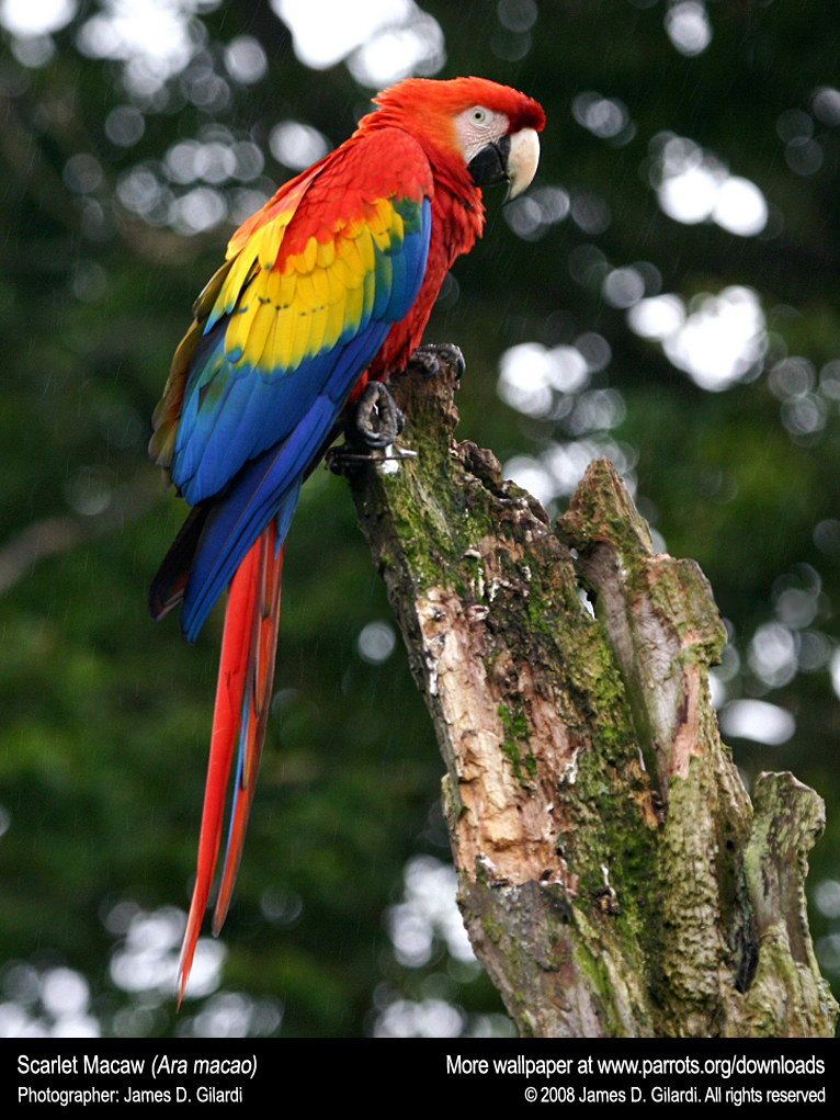 Ara Macao Scarlet Macaw - HD Wallpaper 