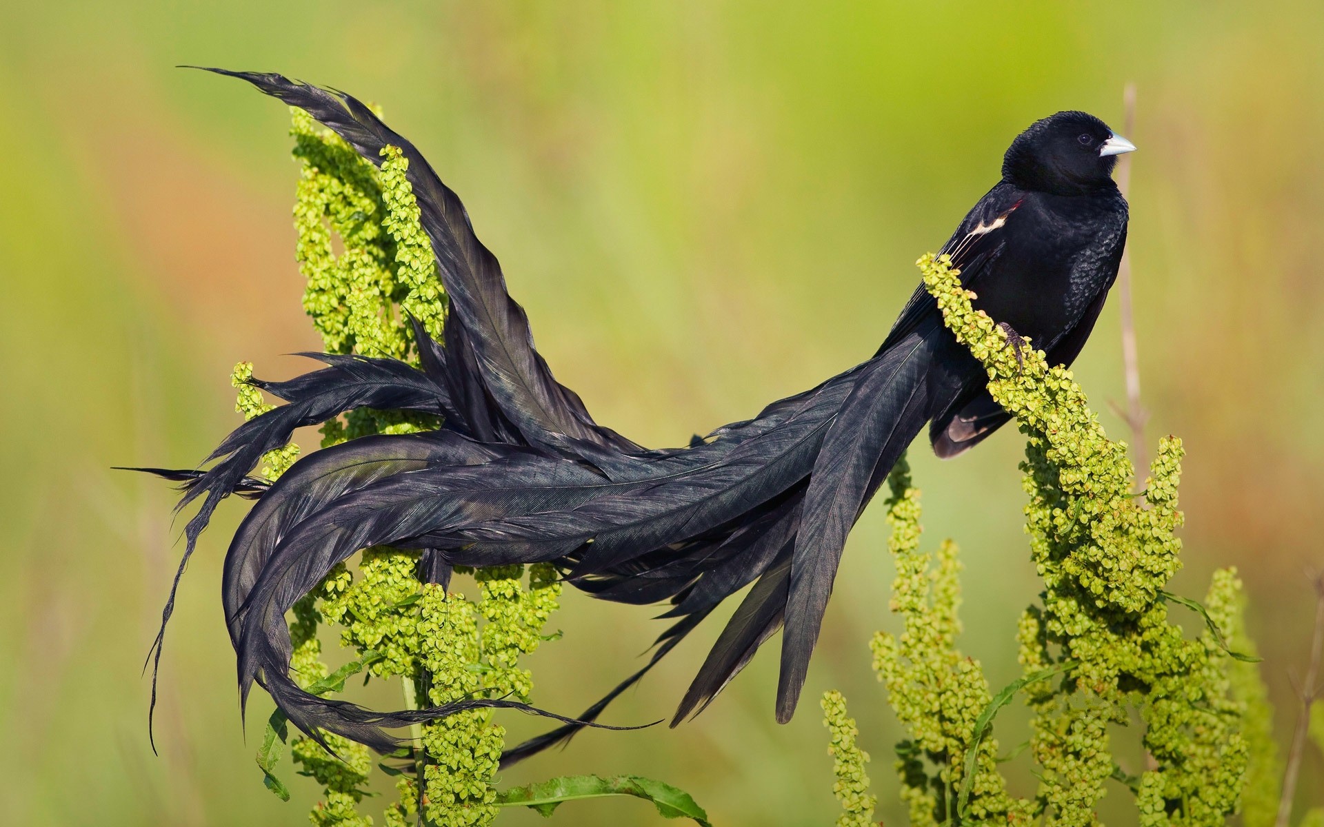 Bird Wallpapers Black - Birds Of Paradise Hd - HD Wallpaper 