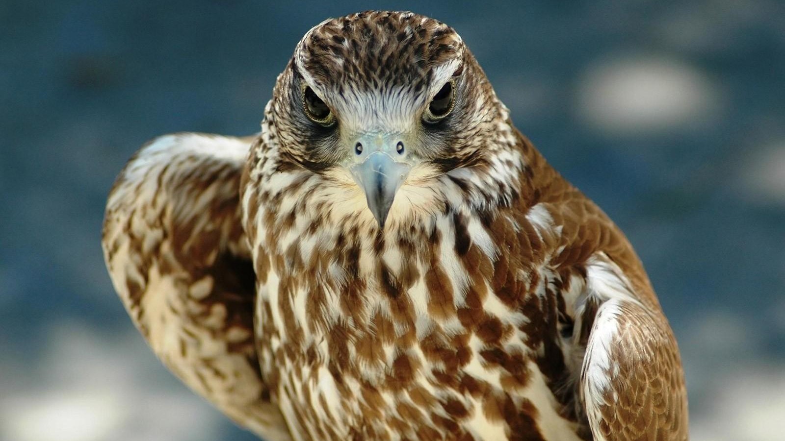 Hawk Wallpaper - HD Wallpaper 