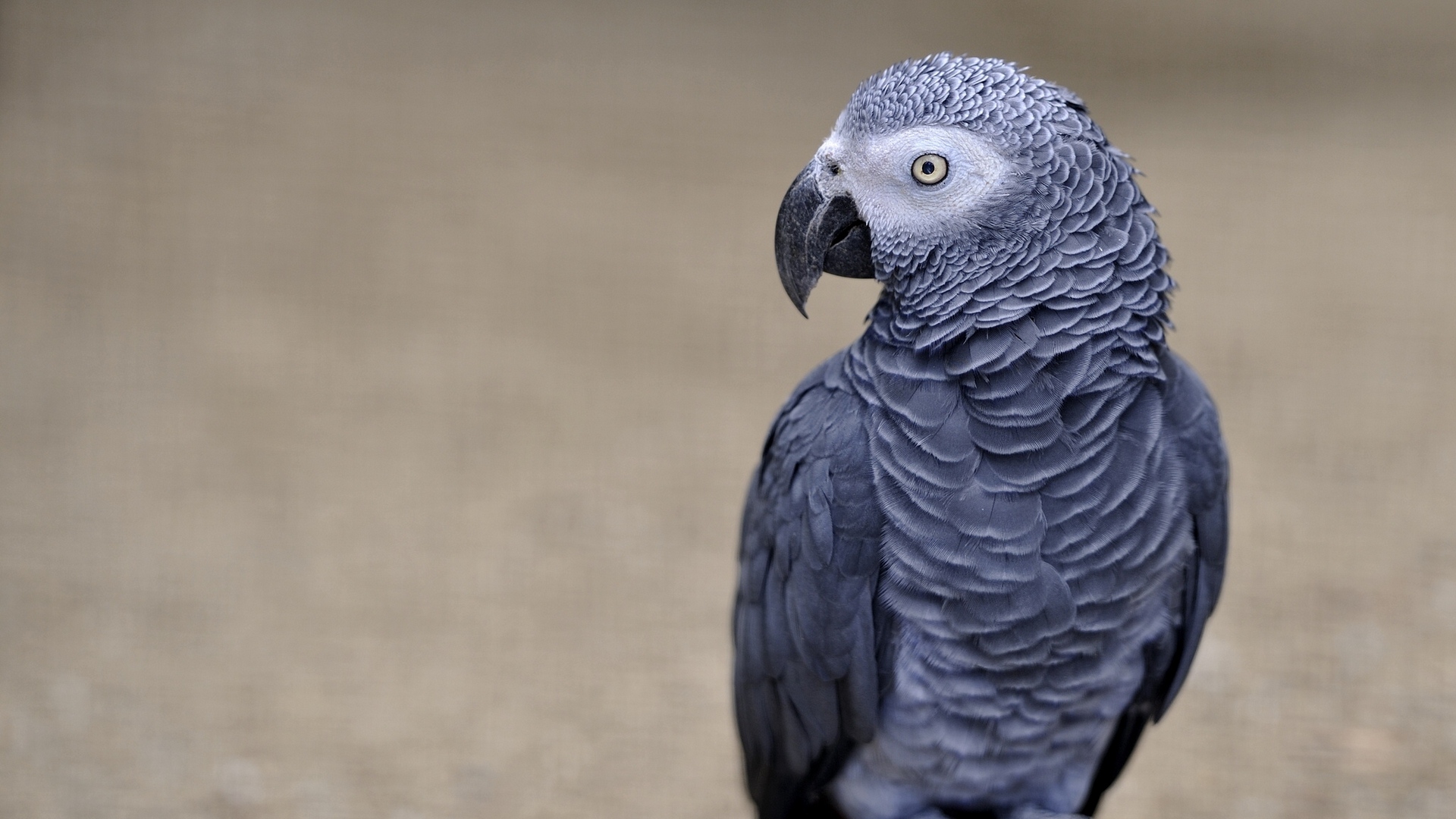 Wallpaper Parrot, African Grey Parrot, Color, Bird - African Grey Parrot Gif - HD Wallpaper 