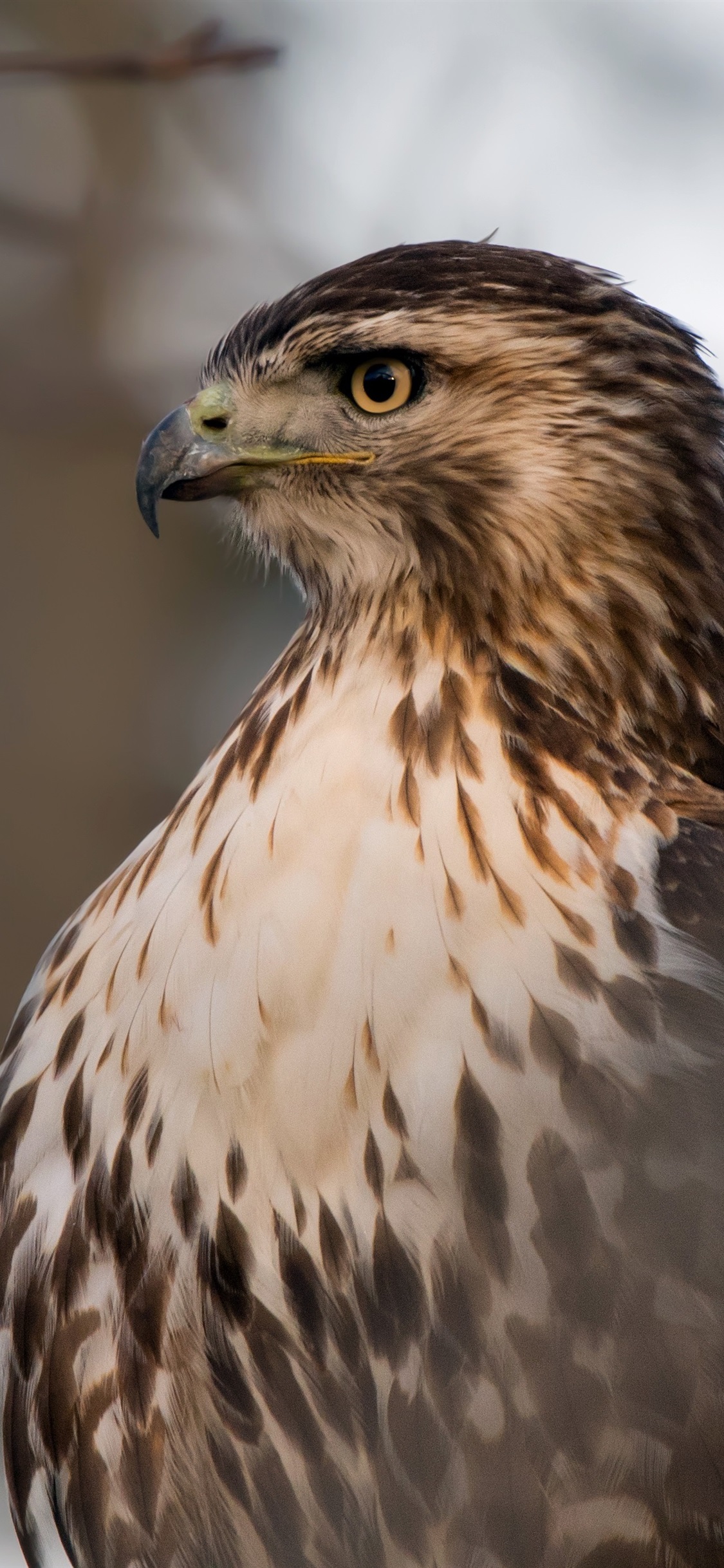 Red Tailed Hawk Iphone - 1125x2436 Wallpaper 
