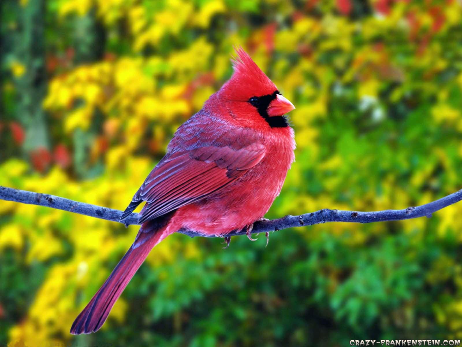 High Resolution Colorful Bird - HD Wallpaper 