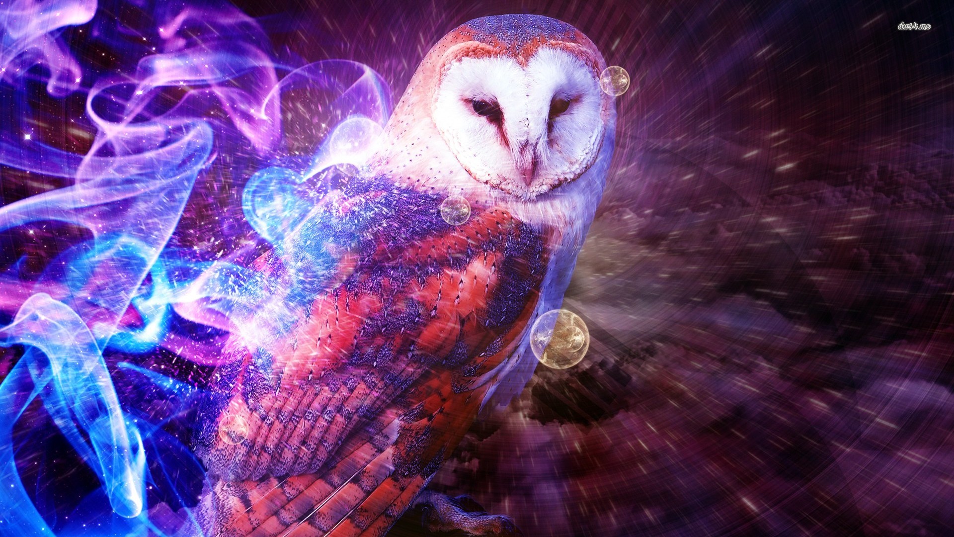 Owl Screensavers - HD Wallpaper 