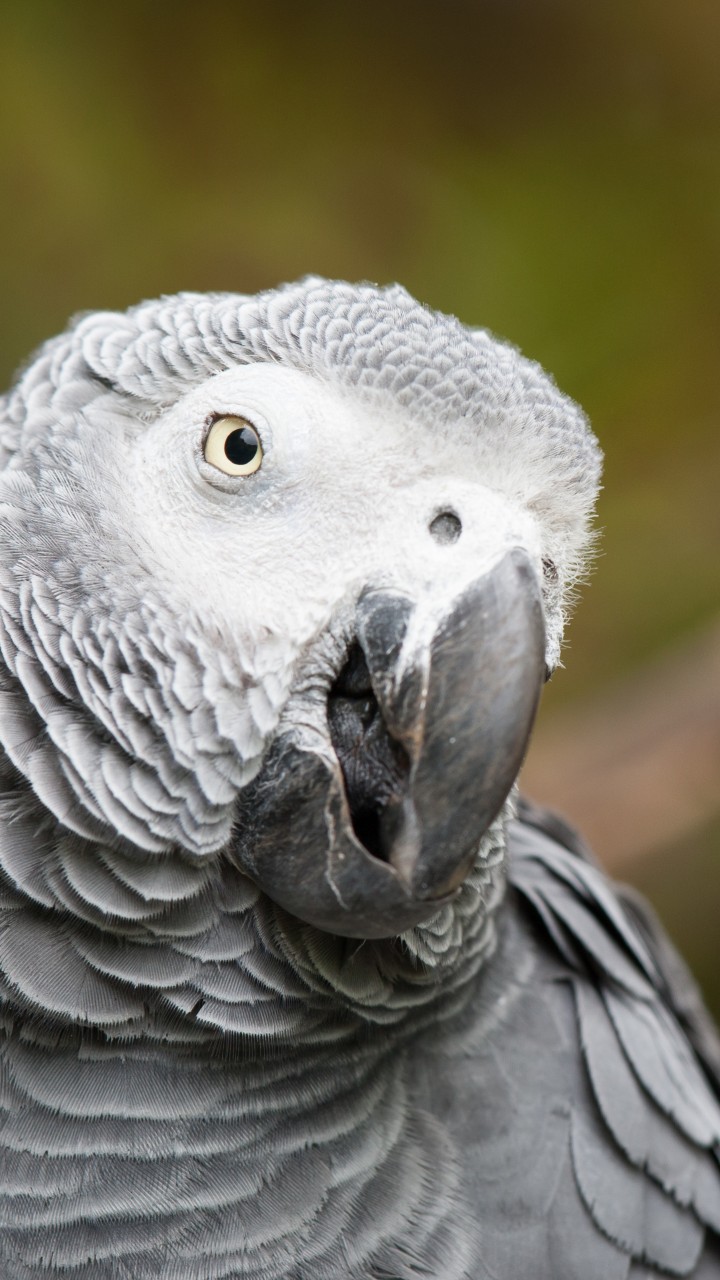 African Grey Parrot - HD Wallpaper 