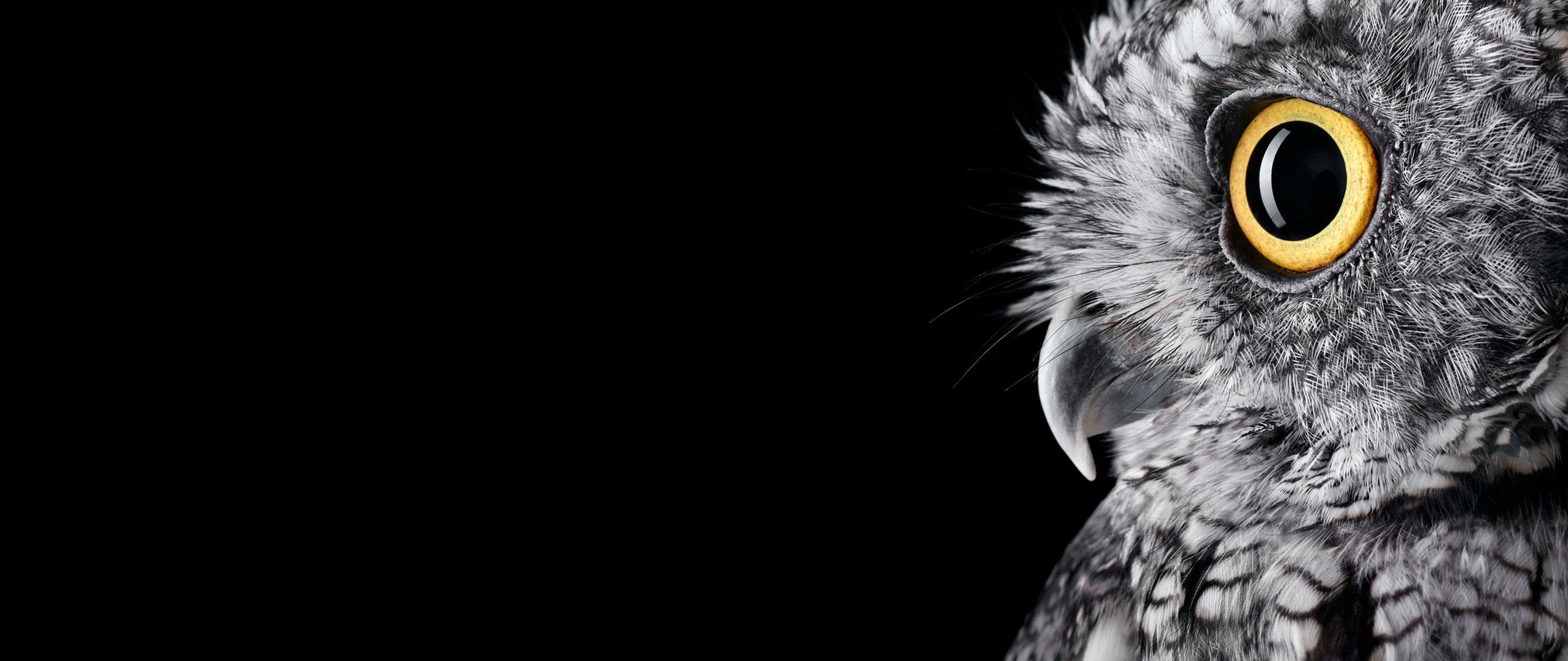 Owl Hd Wallpaper For Desktop - HD Wallpaper 