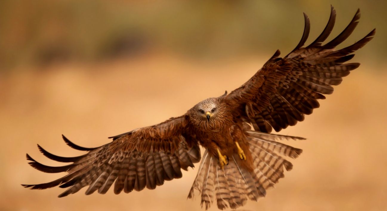 Hd Background Flying Eagle Bird Open Wings Brown Desert - Eagle Pics Full Hd - HD Wallpaper 