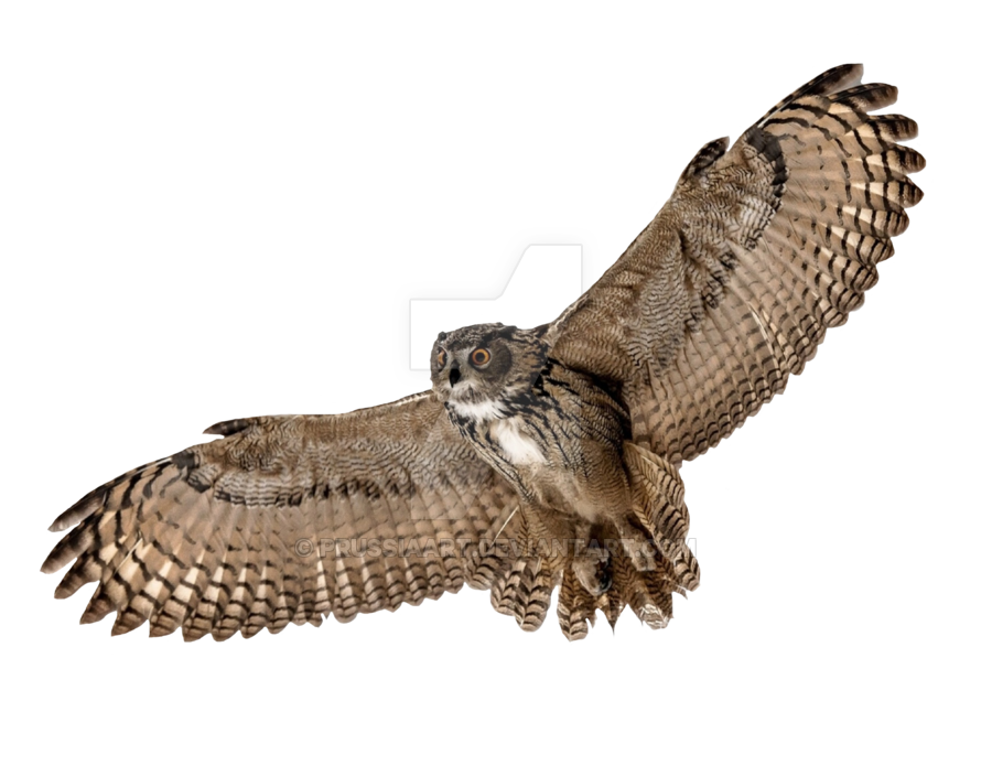 Owl Bird Flight Desktop Wallpaper - Flying Owl Transparent Background - HD Wallpaper 
