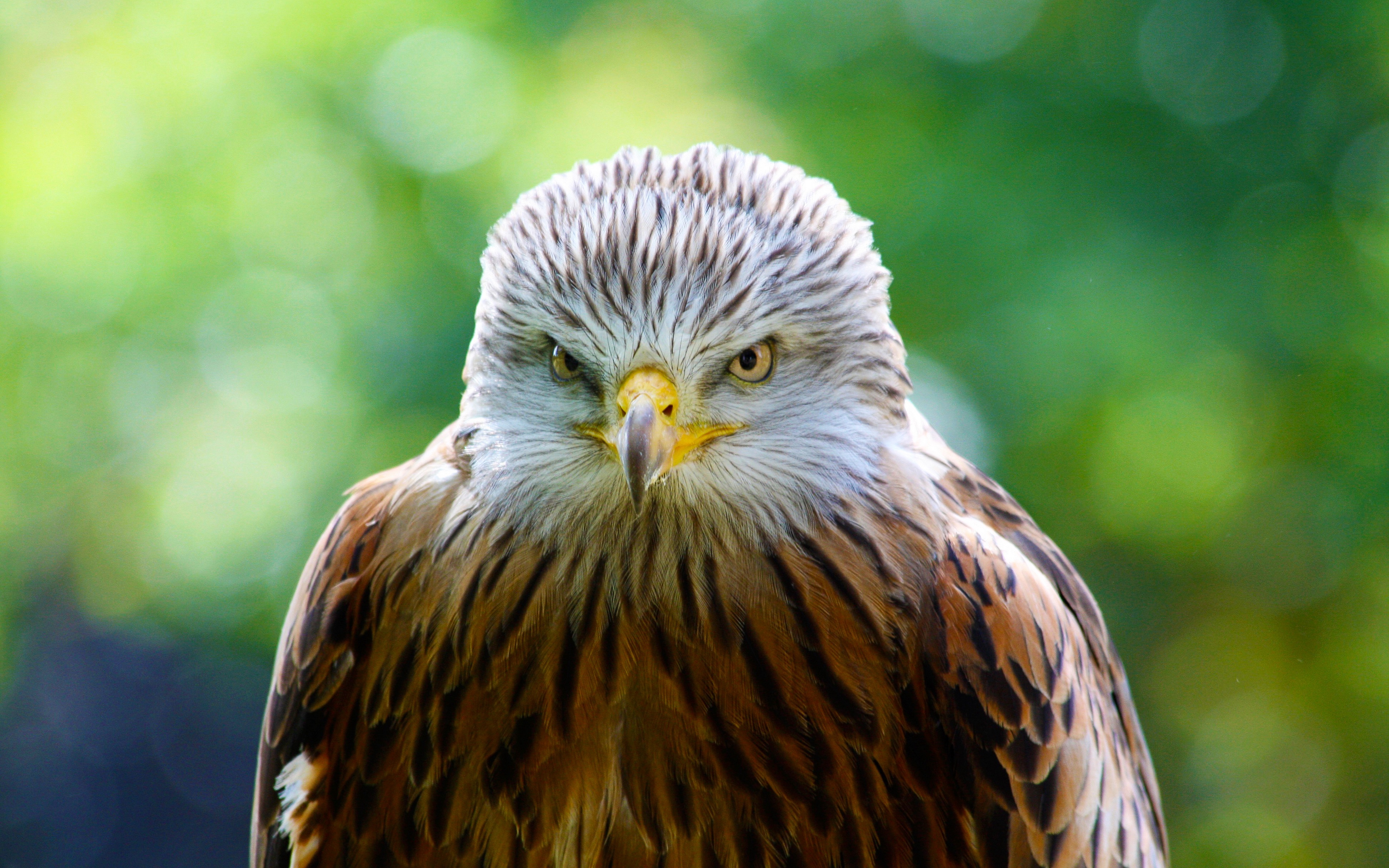 Wallpaper Hawk, Bird, Predator - Hawk Wallpaper For Phone - 3840x2400 Wallpaper Wallpaper Hawk, Bird, Predator - Hawk Wallpaper For Phone - 3840x2400 Wallpaper