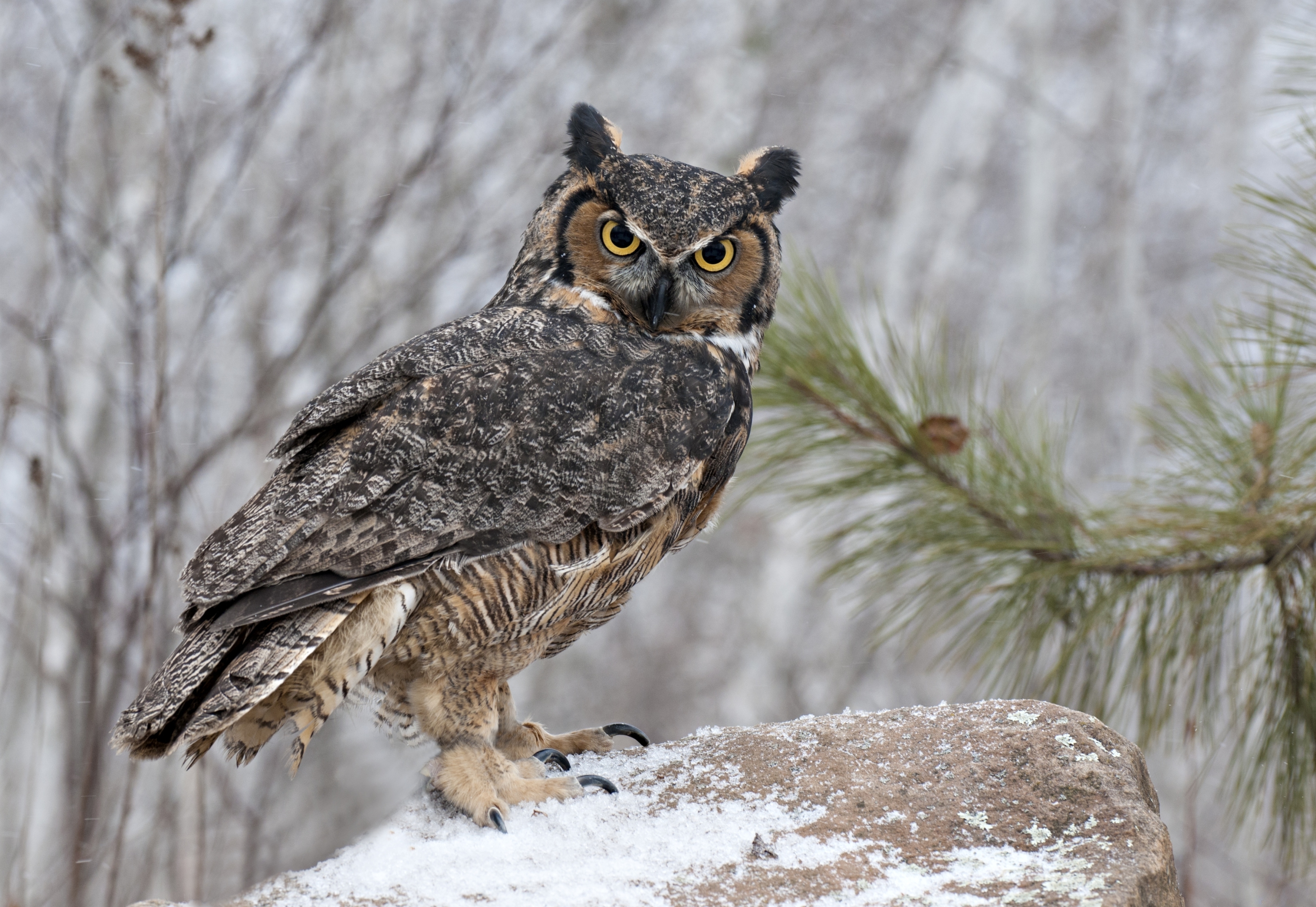 Great Horned Owl Background - HD Wallpaper 