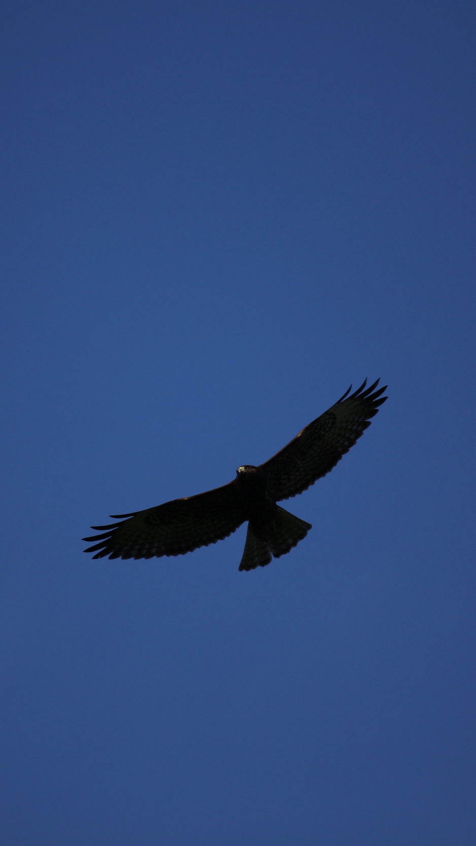 Wallpaper Hawk, Bird, Predator, Flight, Sky, Minimalism - Iphone Wallpaper Minimalist Hawk - HD Wallpaper 