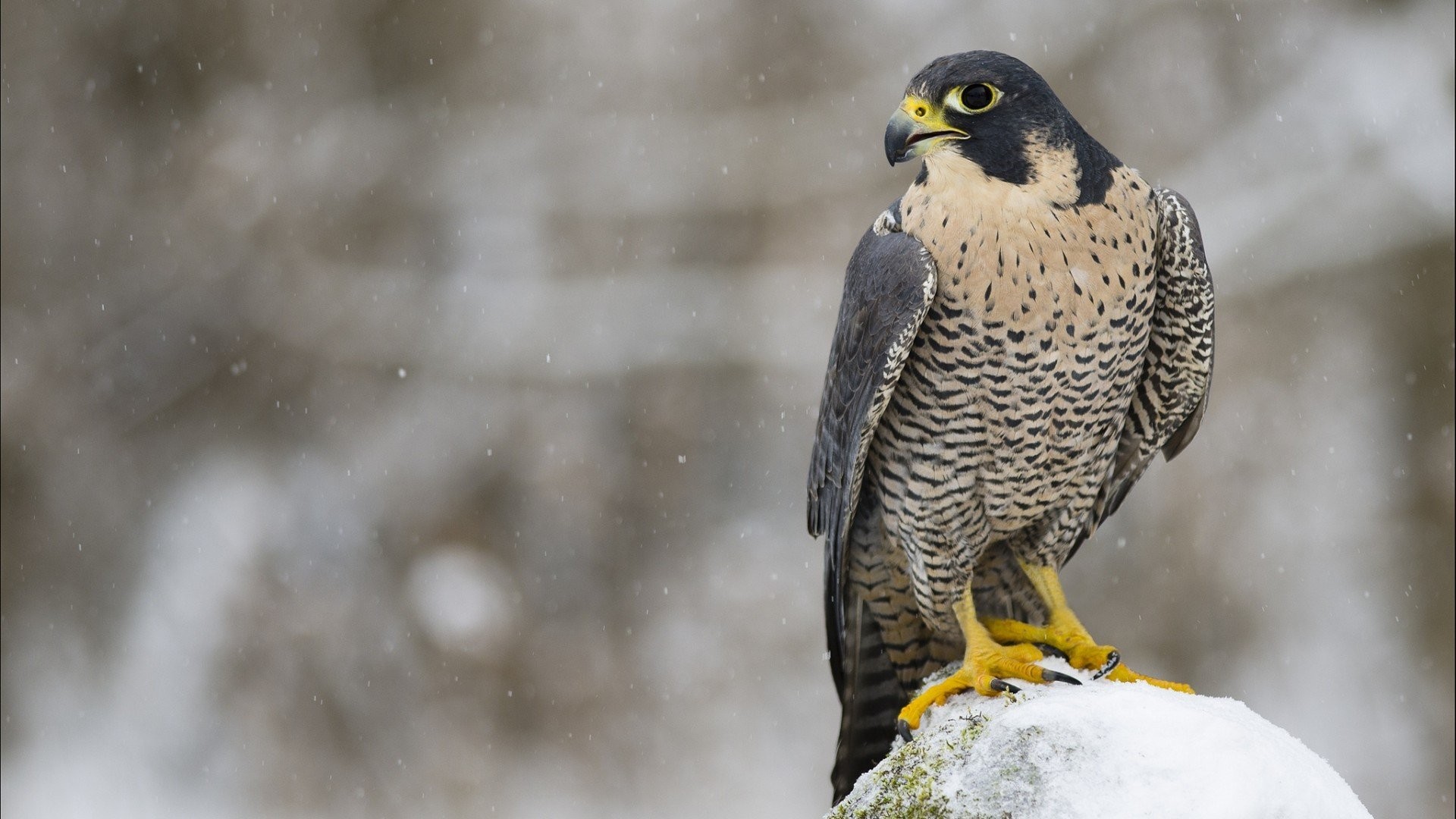 1920x1080, Hawk Wallpapers - Peregrine Falcon Wall Paper Mobile - HD Wallpaper 