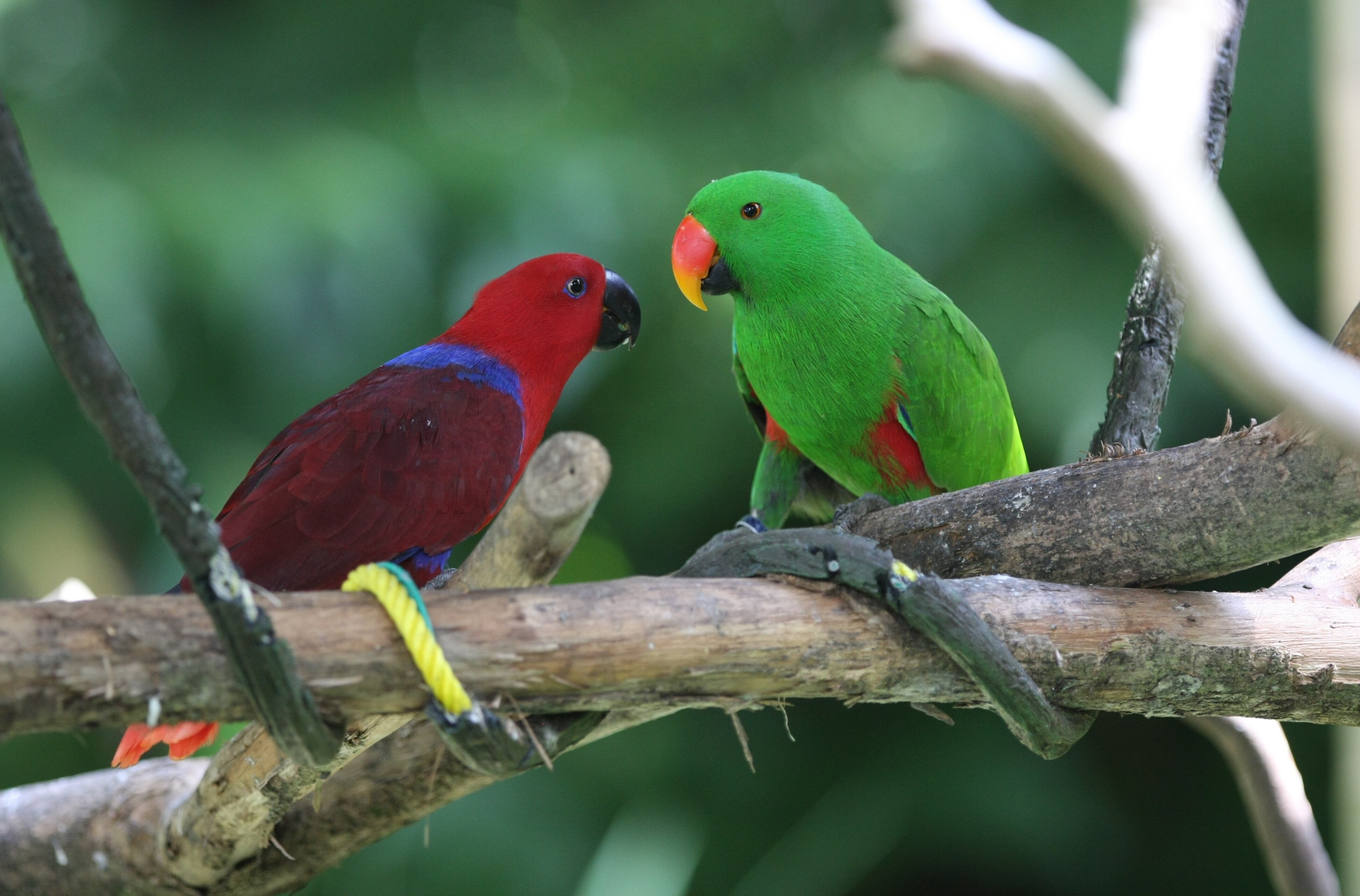 Eclectus Parrot - HD Wallpaper 
