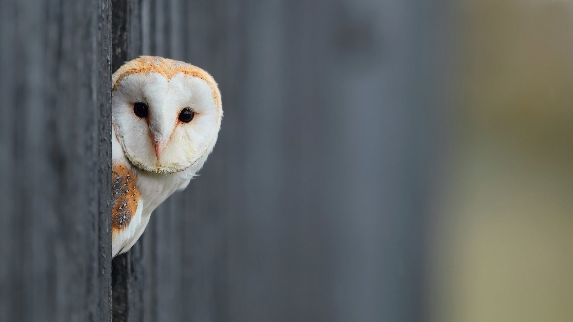 Barn Owl Wallpaper Hd - HD Wallpaper 