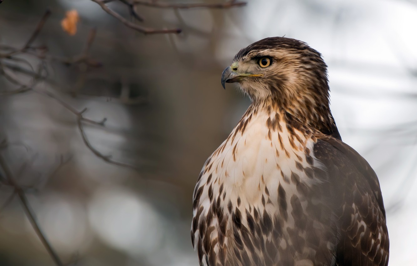 Photo Wallpaper Nature, Bird, Red-tailed Hawk - Red Tailed Hawk 4k Ultra Hd - HD Wallpaper 