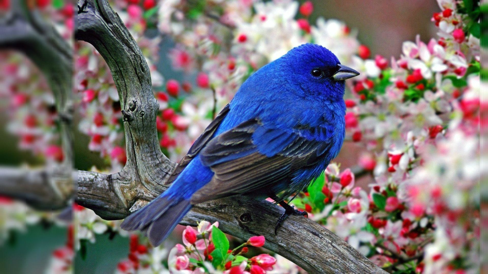 Images For > Graphic Bird Desktop Wallpaper 
 Data - Bird Desktop Backgrounds - HD Wallpaper 