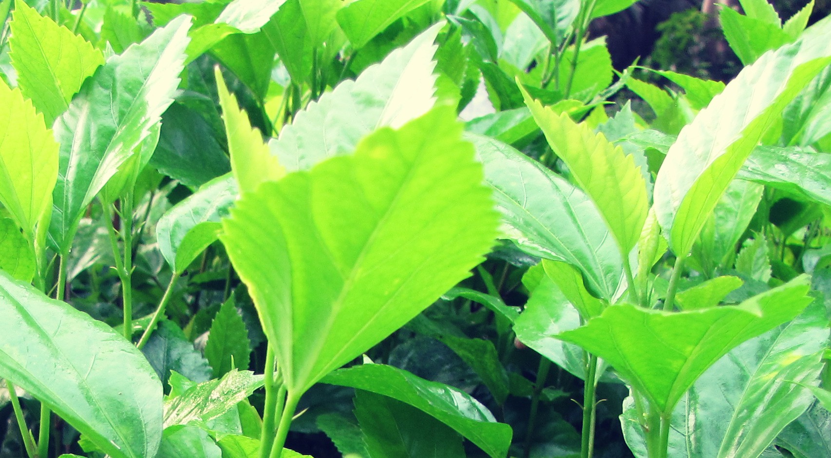 Pure Green Nature Wallpaper Widescreen Hd, Without - Tree - HD Wallpaper 