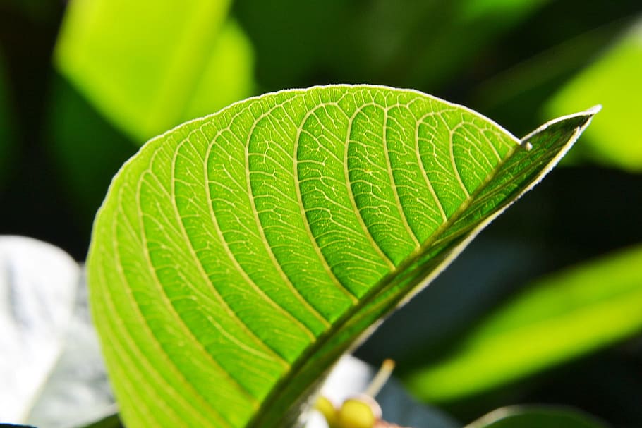Guava Leaf, Sunlight, Fresh, New, Pure, Relax, Green, - Guava Leaves Extract - HD Wallpaper 