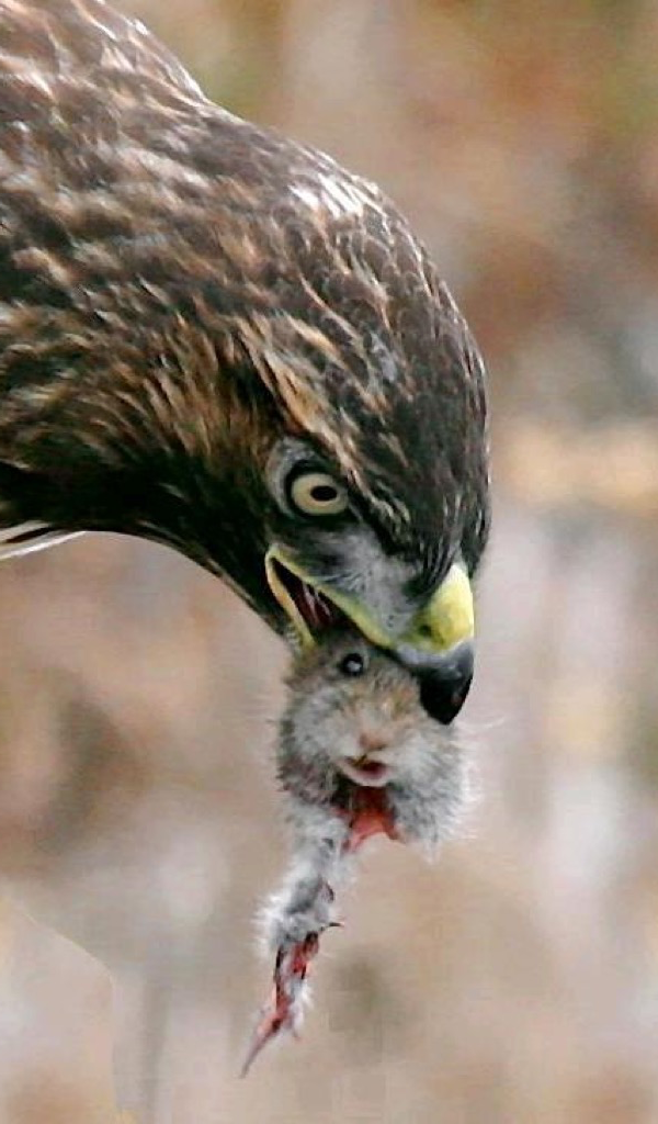 Hawk Eating A Gopher - HD Wallpaper 