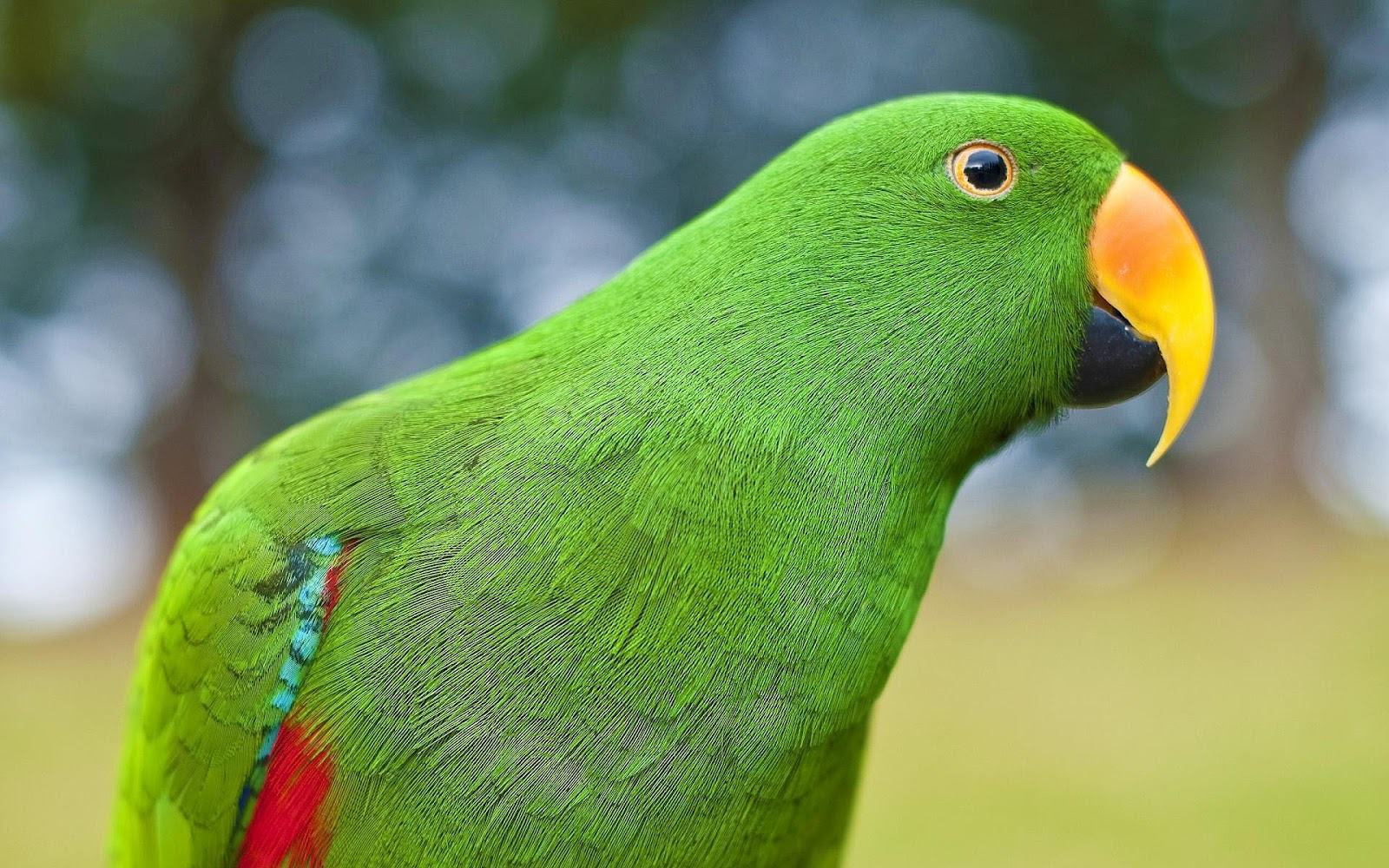 Beautiful Parrot Wallpaper Download - Green Parrot Hd - HD Wallpaper 