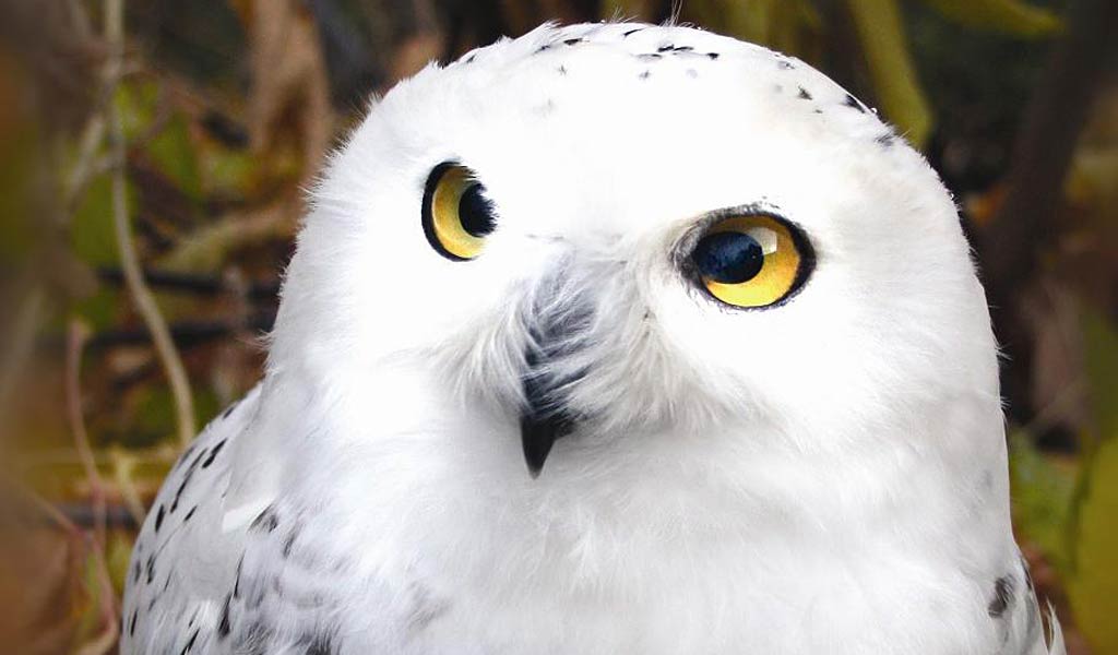 Free Snowy Owl Desktop Wallpaper Wallpapers Desktop - Snowy Owl Background - HD Wallpaper 