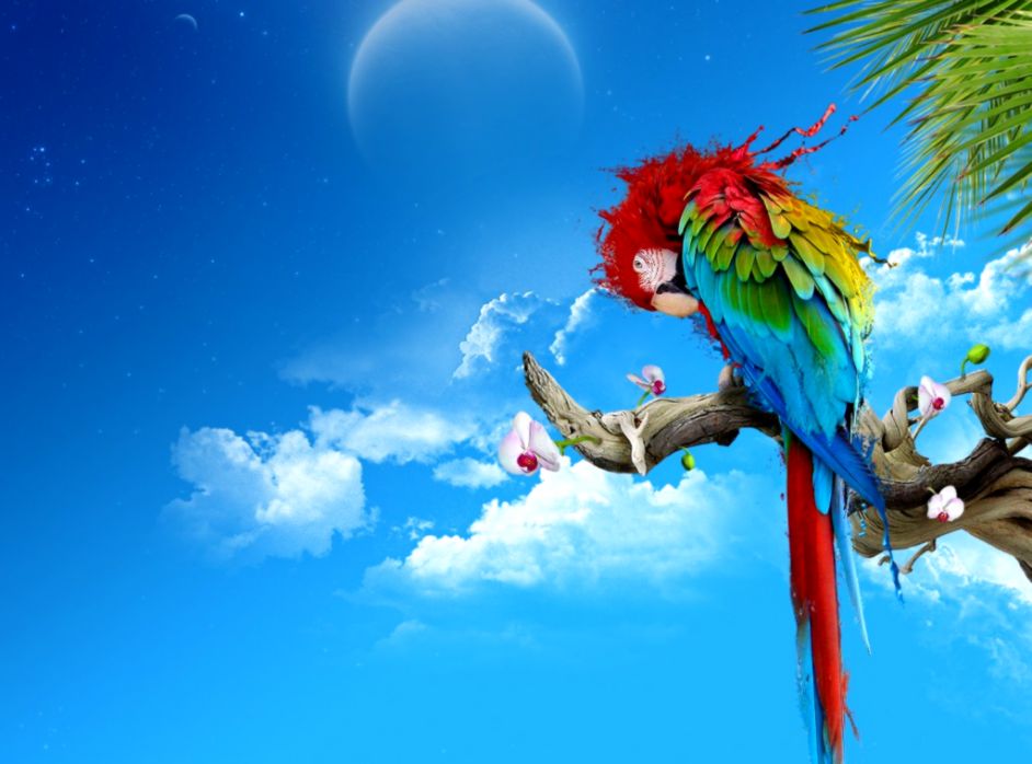 Parrots Images Parrot Hd Wallpaper And Background Photos - High Resolution Test Print - HD Wallpaper 