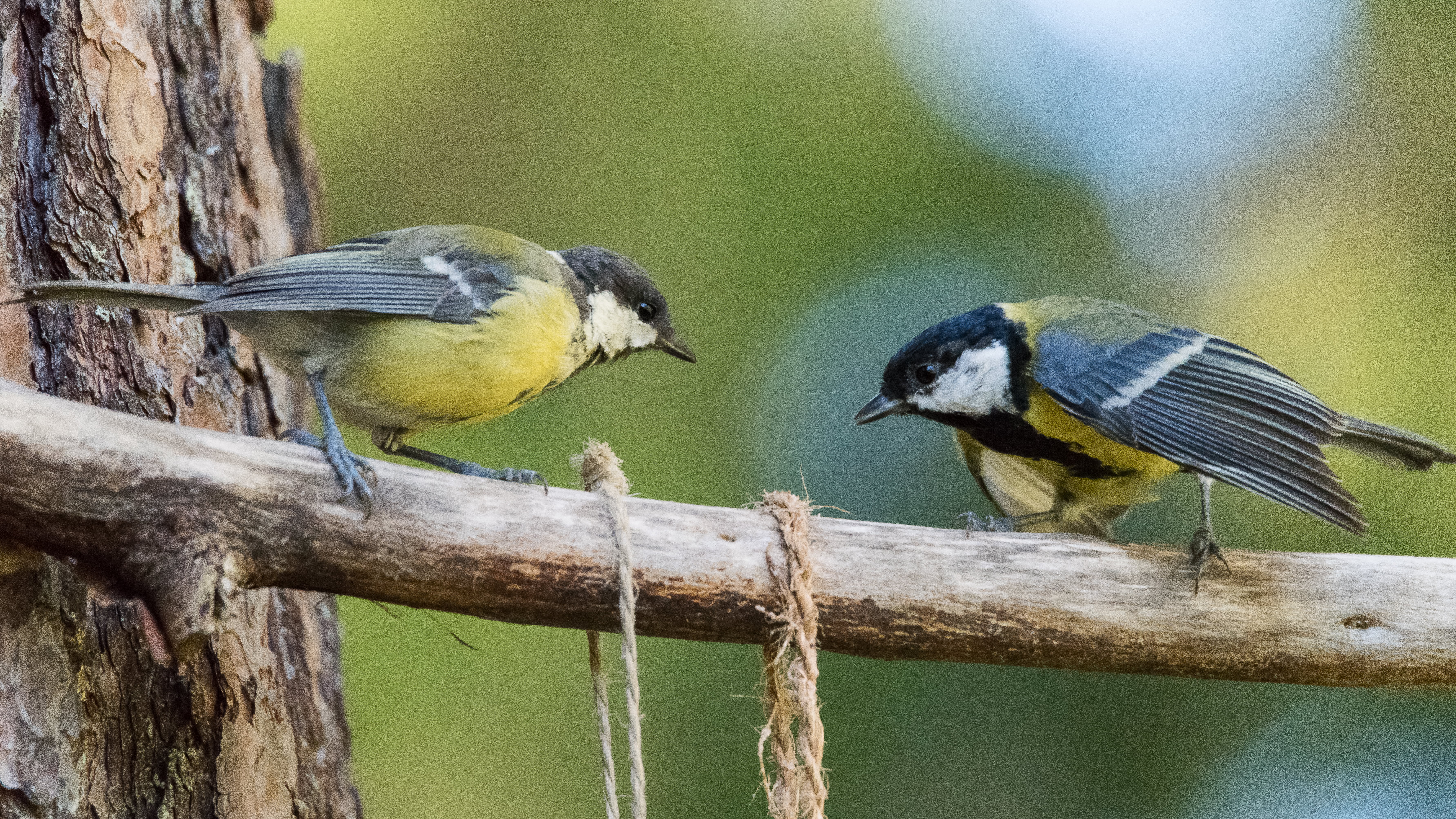 Great Tit - HD Wallpaper 