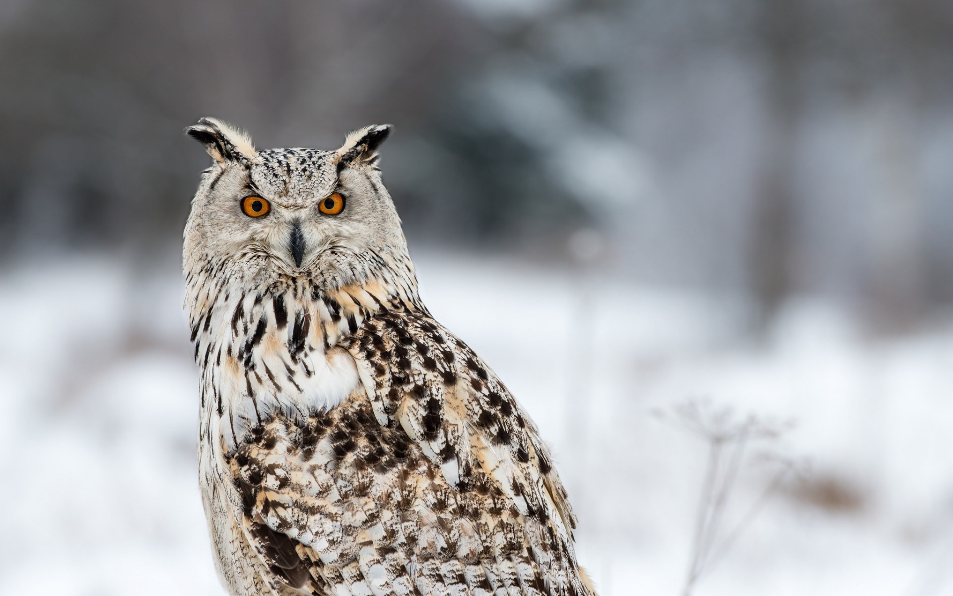 Â« Winter Owl Desktop Background Wallpaper Â - Owl Desktop Backgrounds - HD Wallpaper 