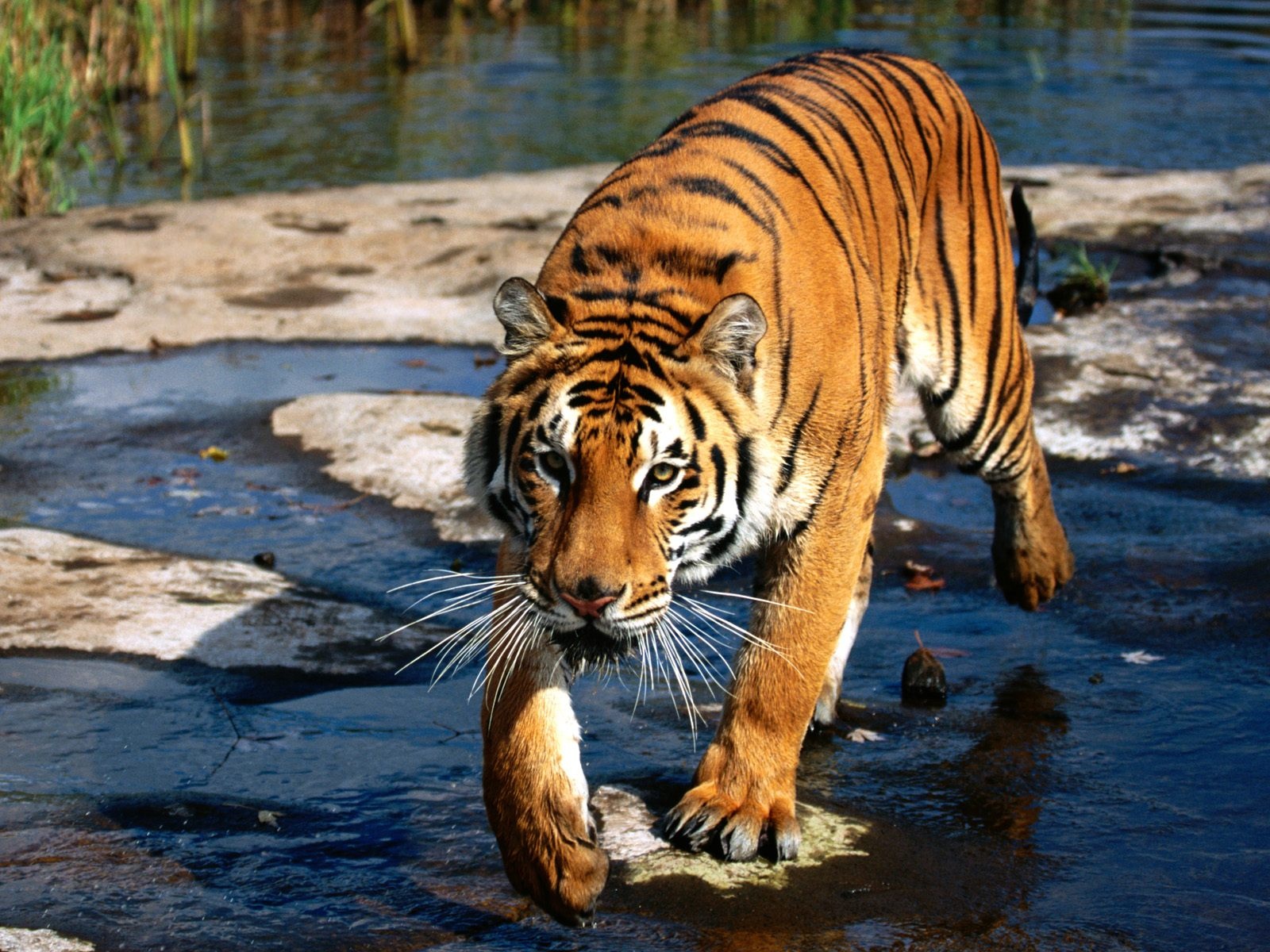 Bengal Tiger Photos Download - HD Wallpaper 