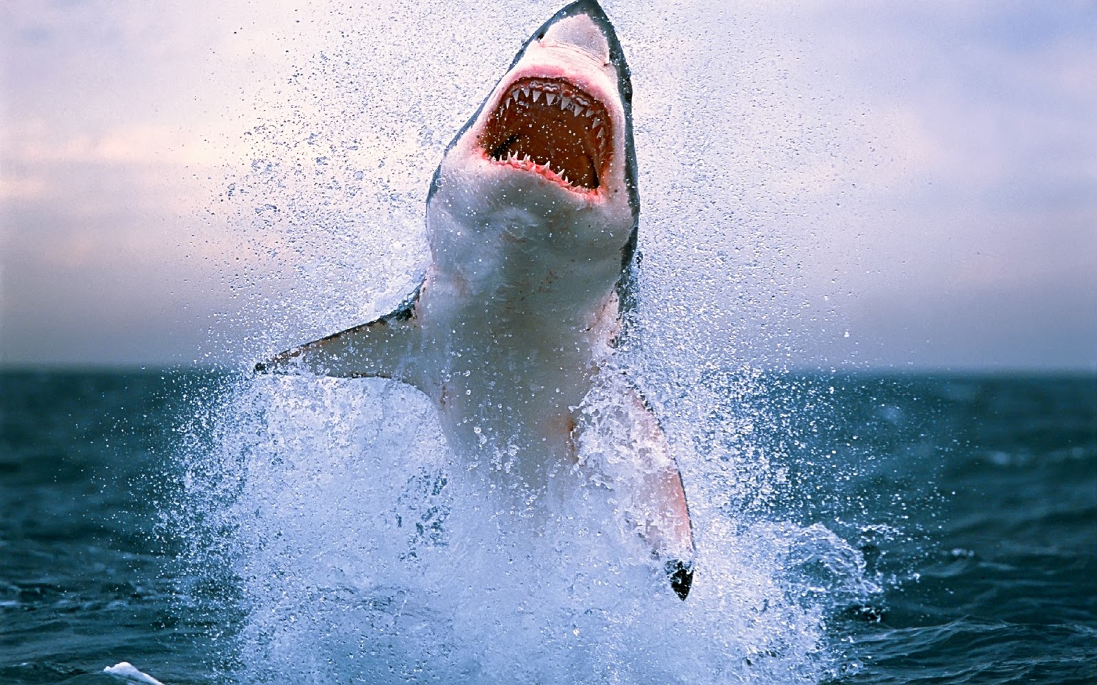 Wallpaper Gambar Foto Binatang, Hewan - Great White Shark Coming Out Of Water - HD Wallpaper 