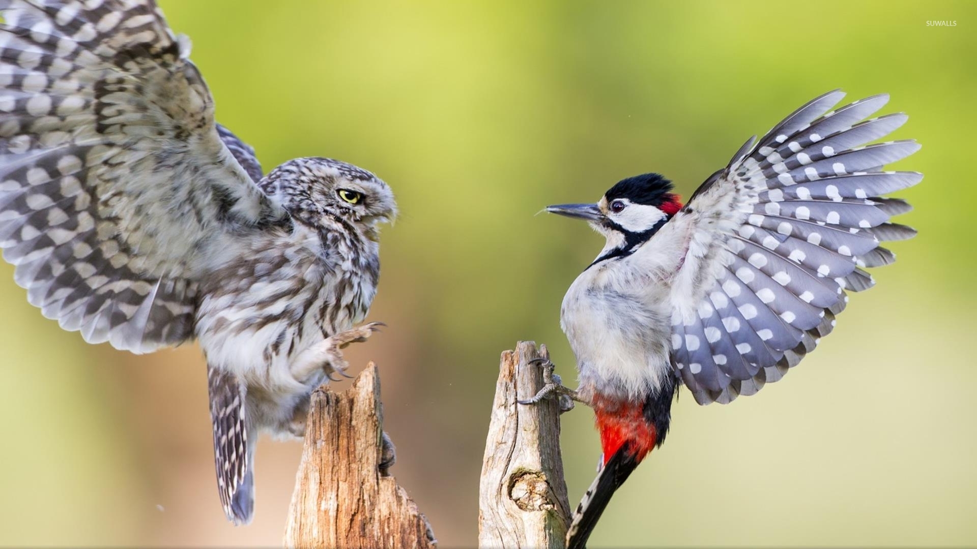 Birds Fighting Birds - HD Wallpaper 